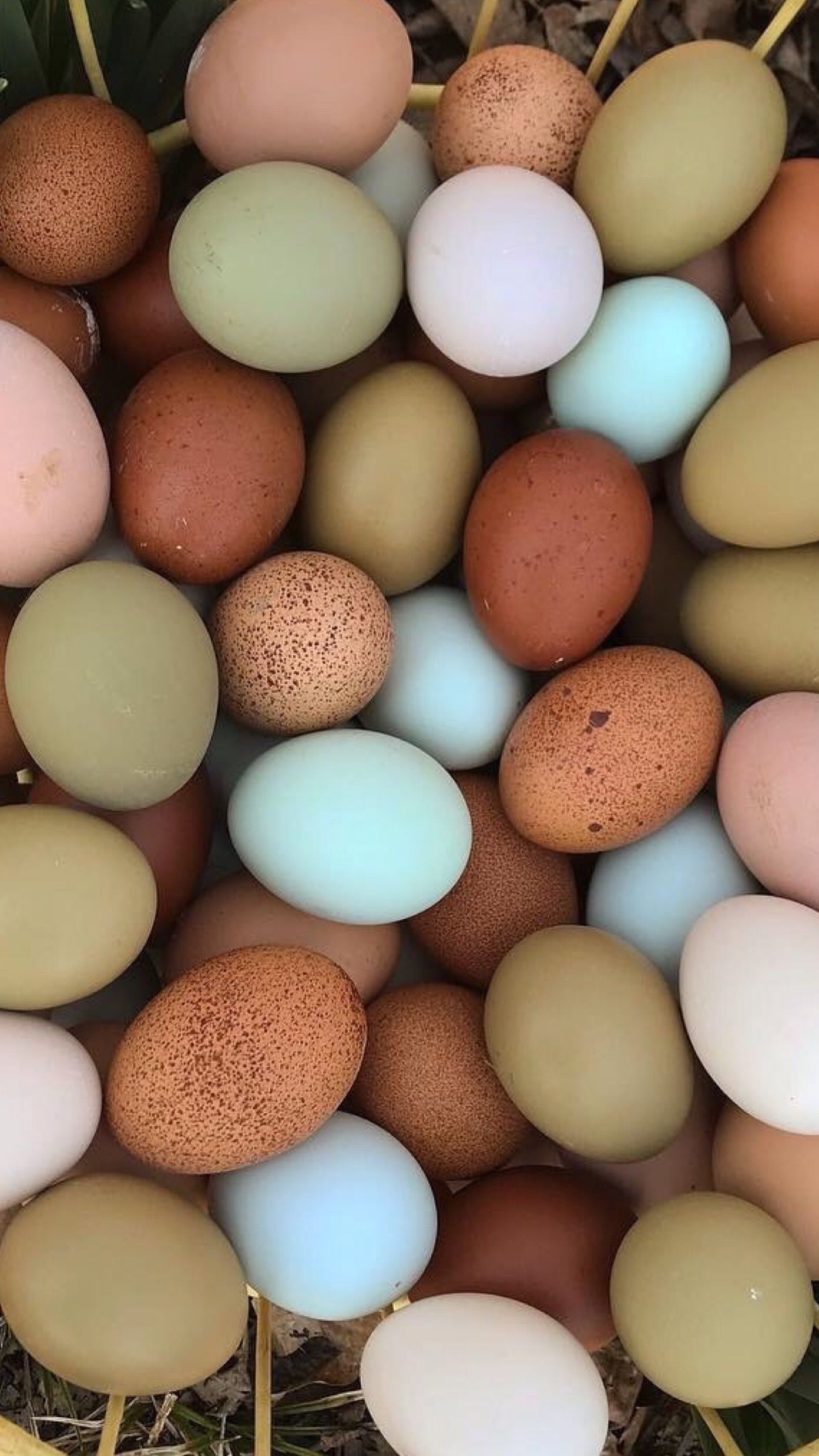 Eggs Wallpapers Wallpaper Cave