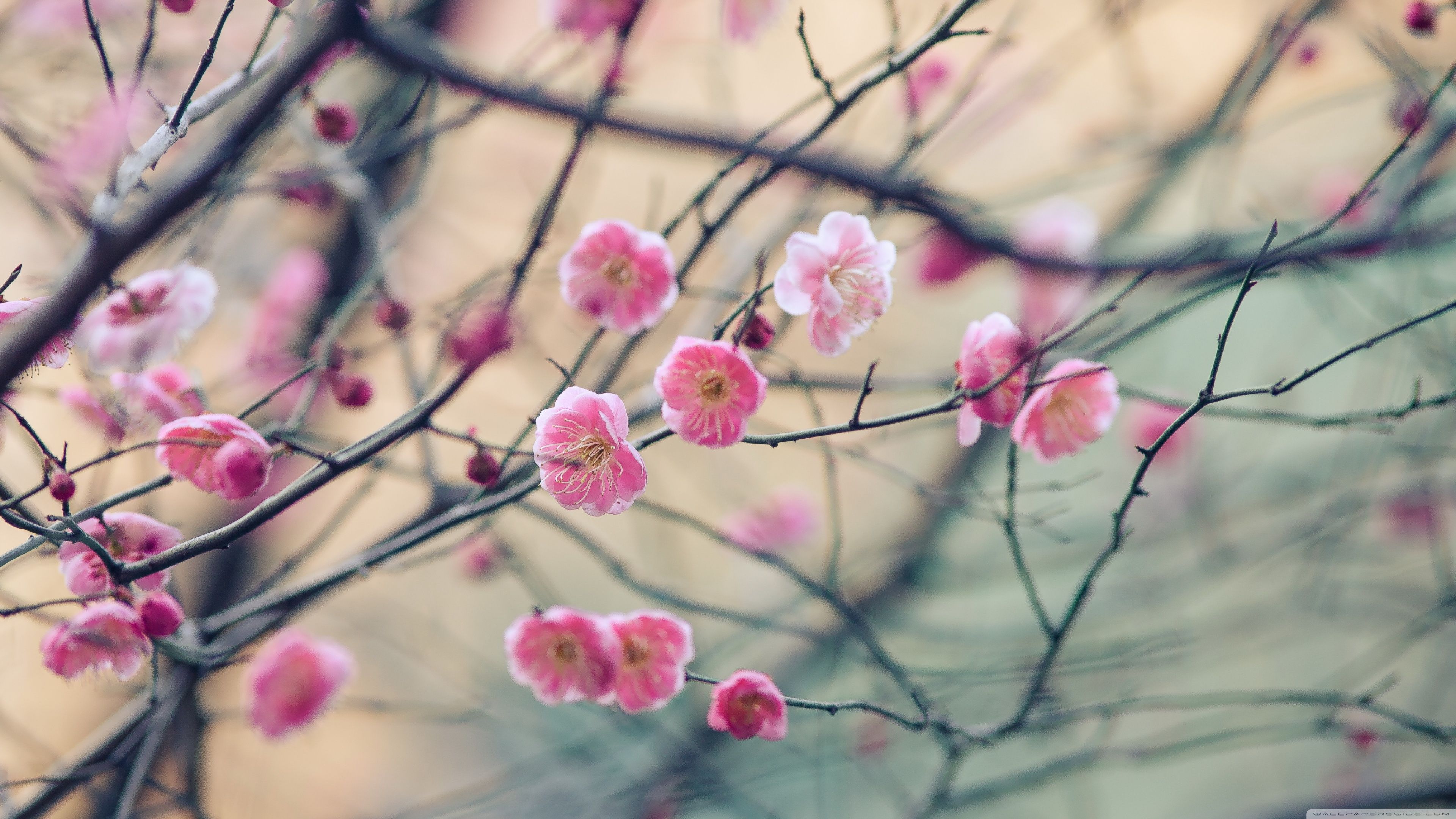 Plum Blossom Wallpapers Wallpaper Cave