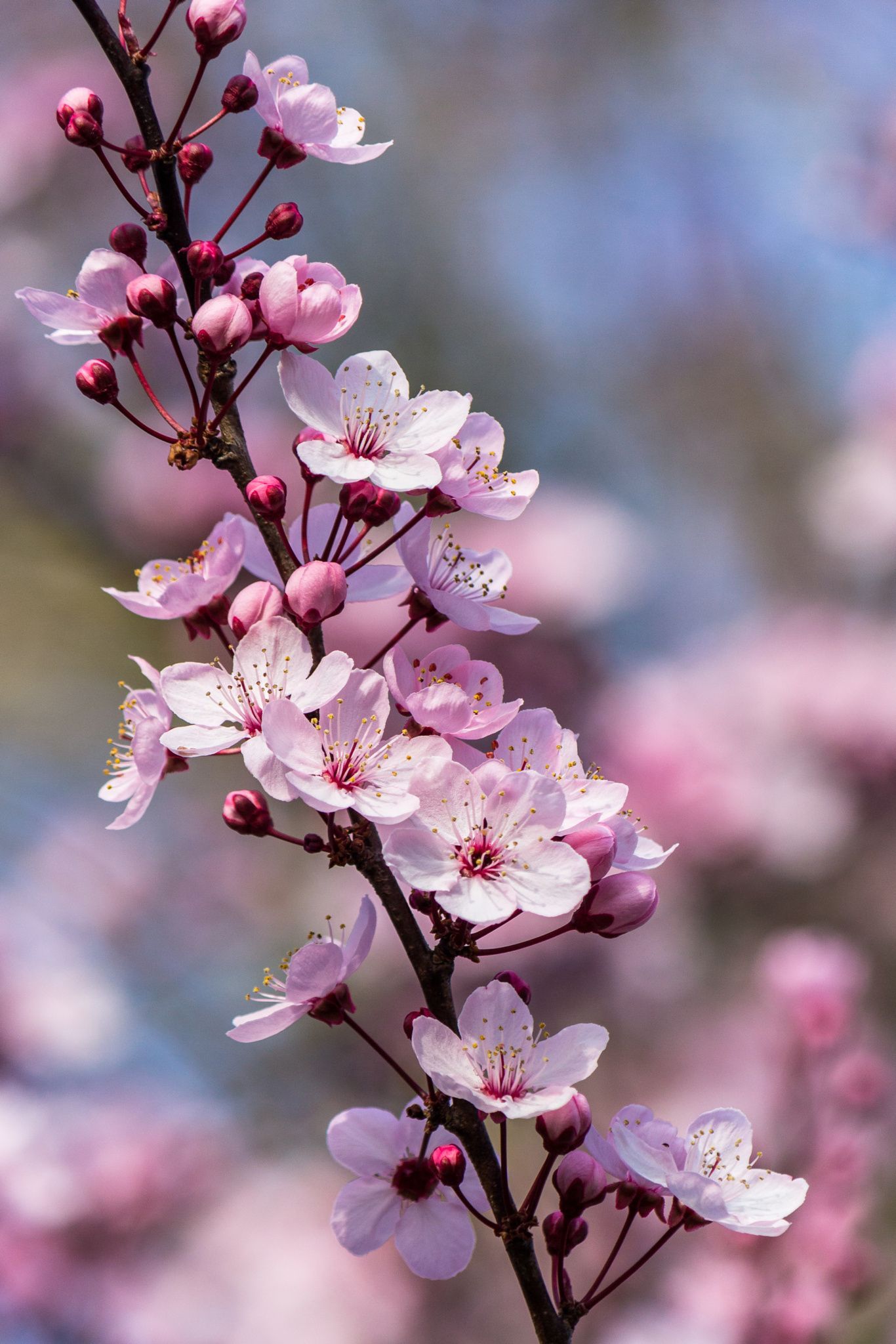 Plum Blossom Wallpapers Wallpaper Cave