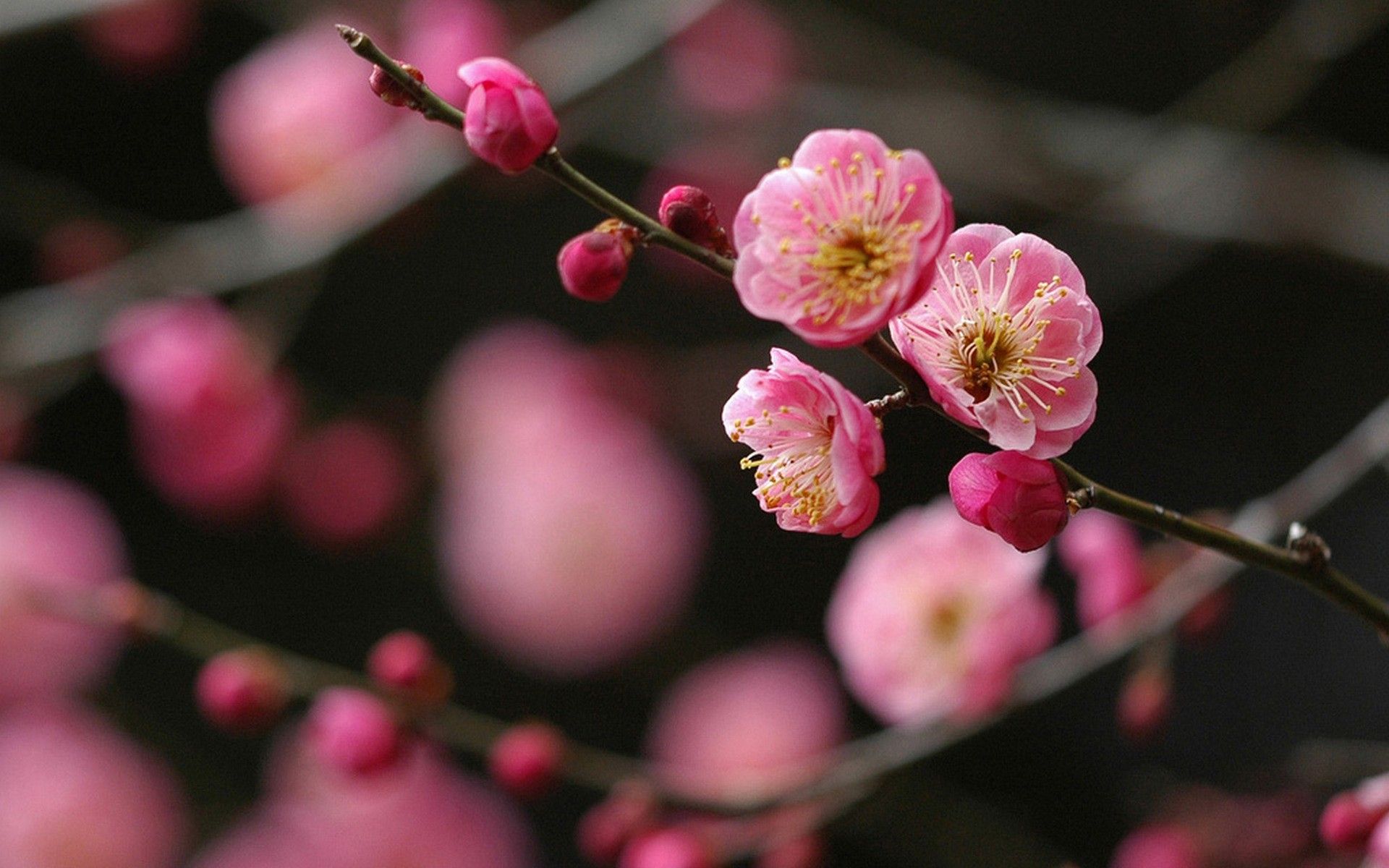 Plum Blossom Wallpapers Wallpaper Cave