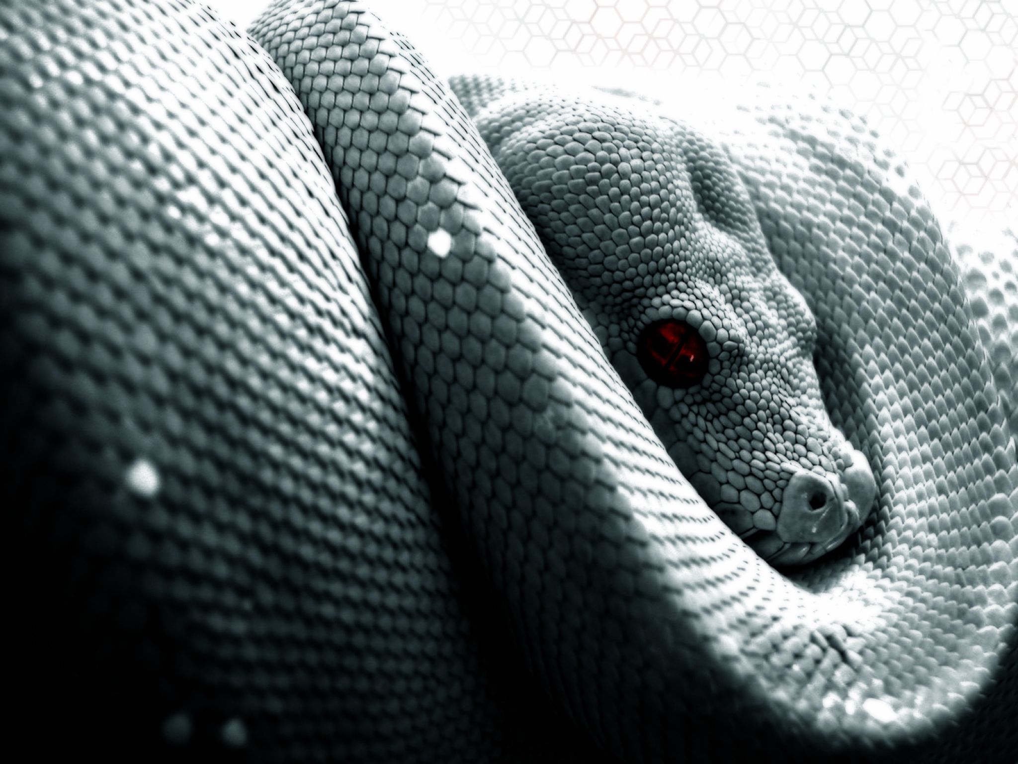 White Snake 4k Wallpapers Wallpaper Cave