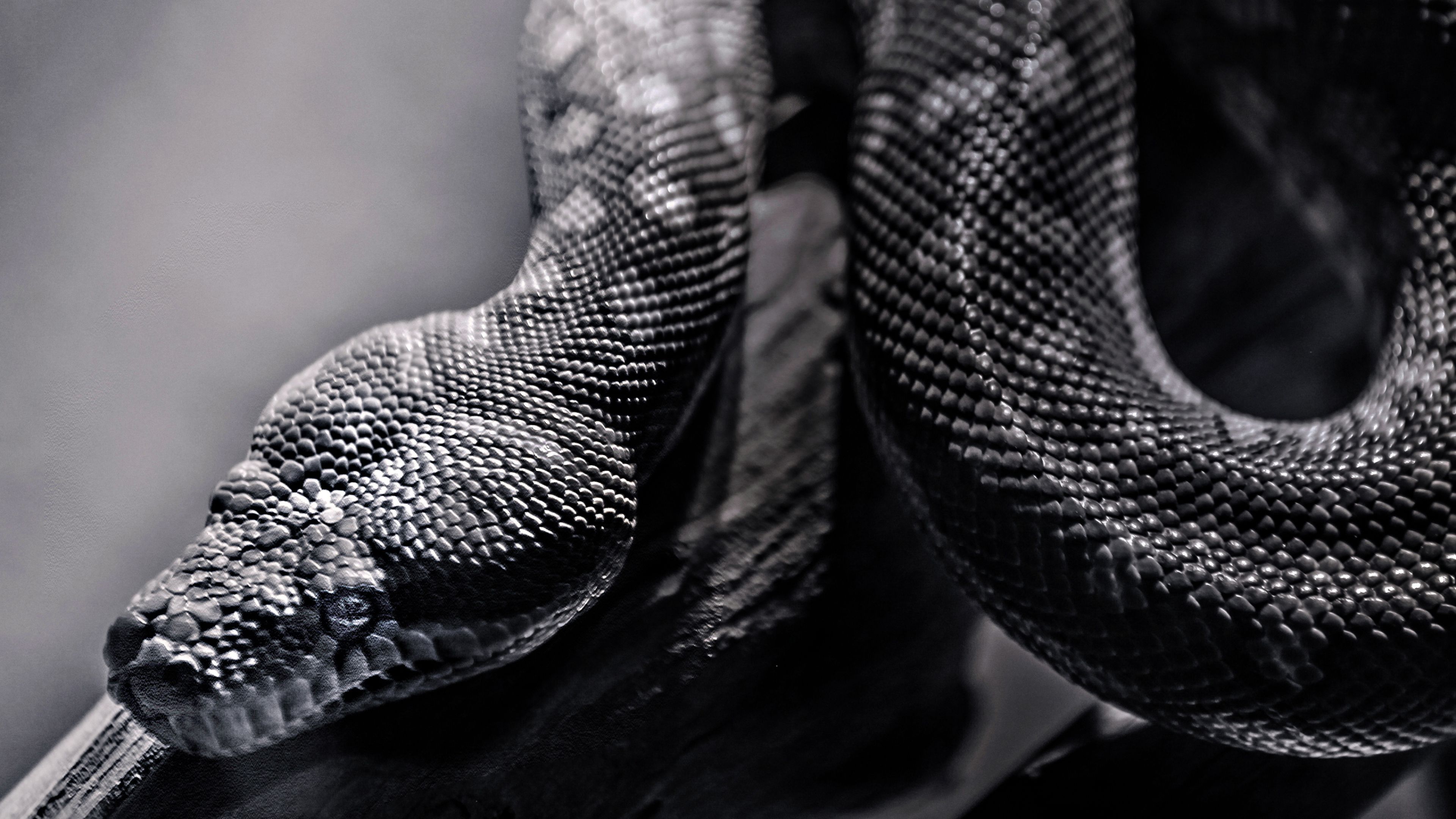 Snake 4k Wallpapers Wallpaper Cave