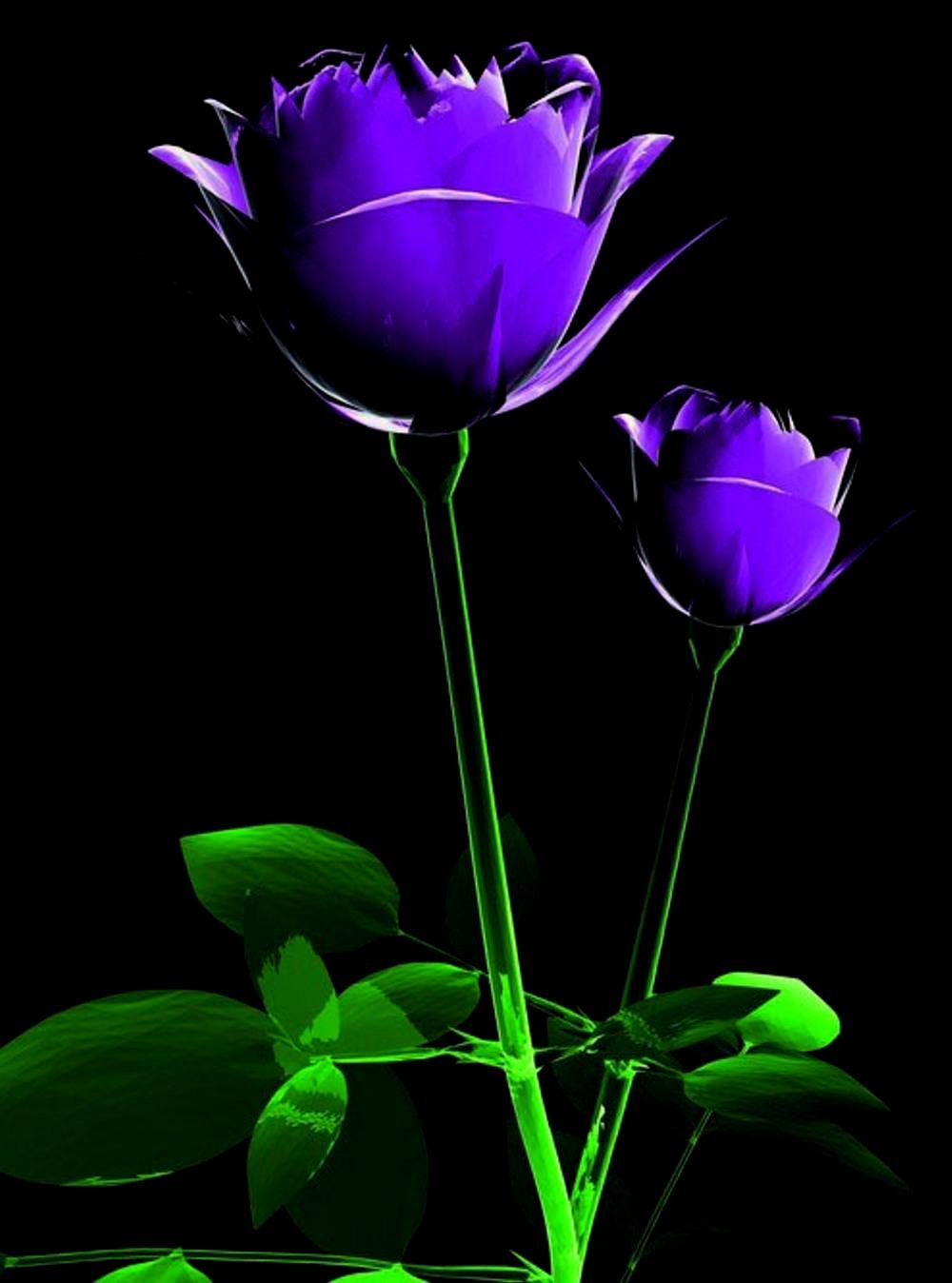 Flower 4k Mobile Wallpapers Wallpaper Cave