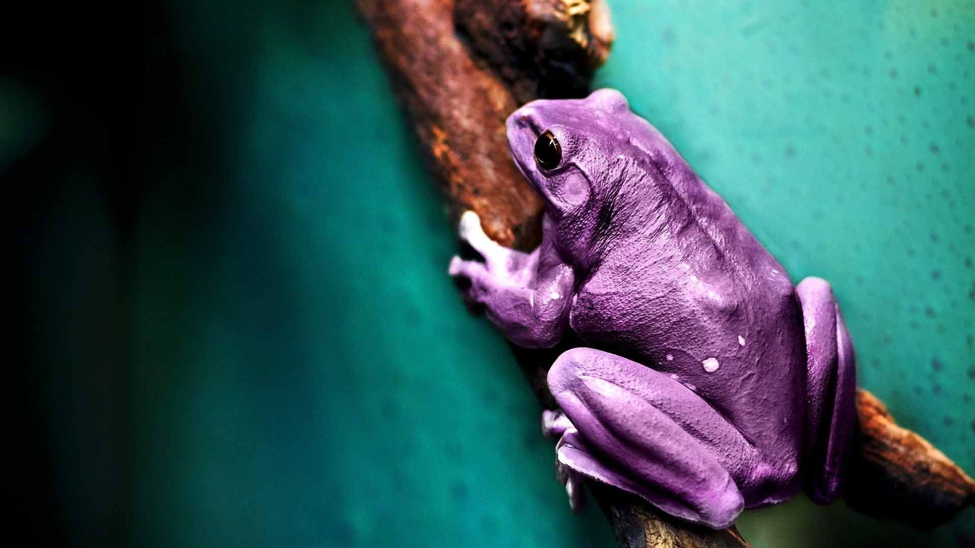 Purple Frog Wallpapers Wallpaper Cave