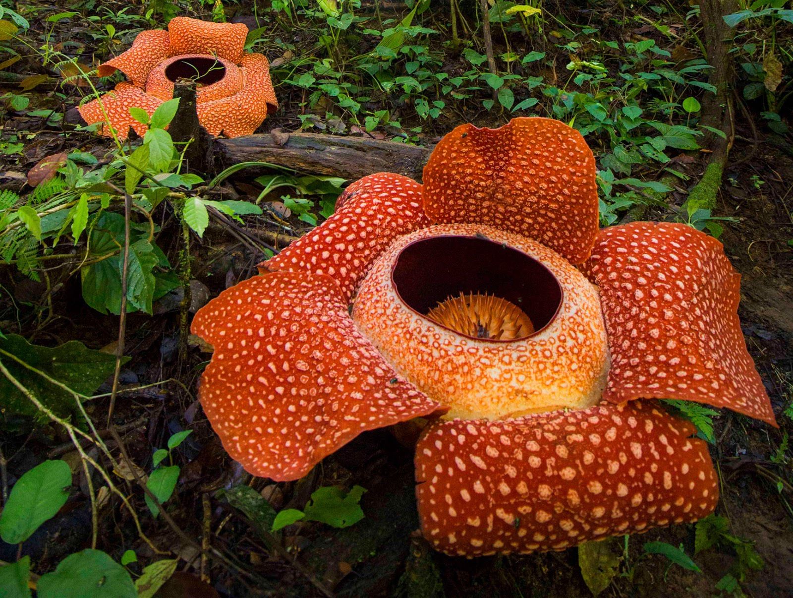 Rafflesia Wallpapers - Wallpaper Cave
