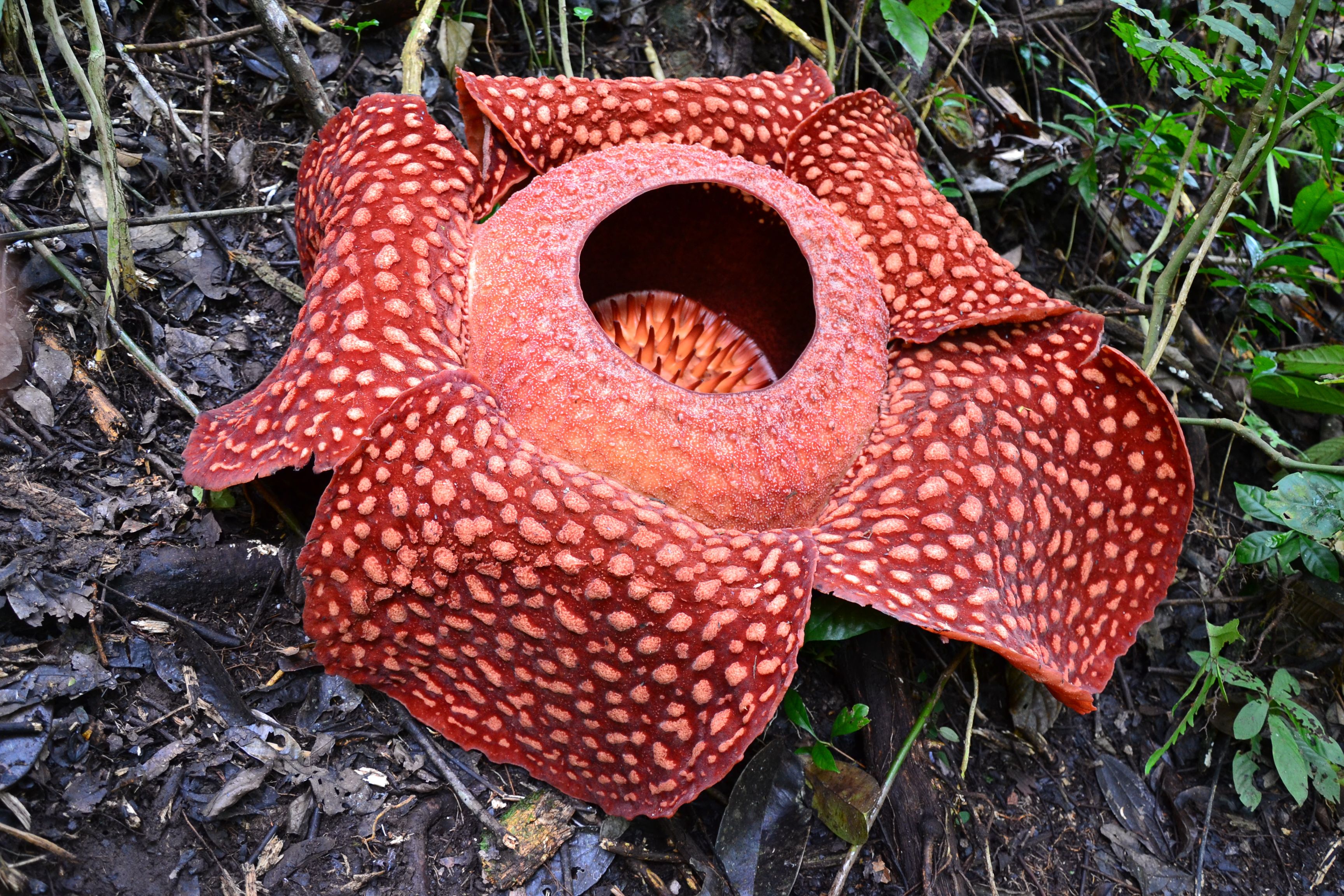 Rafflesia Wallpapers Wallpaper Cave