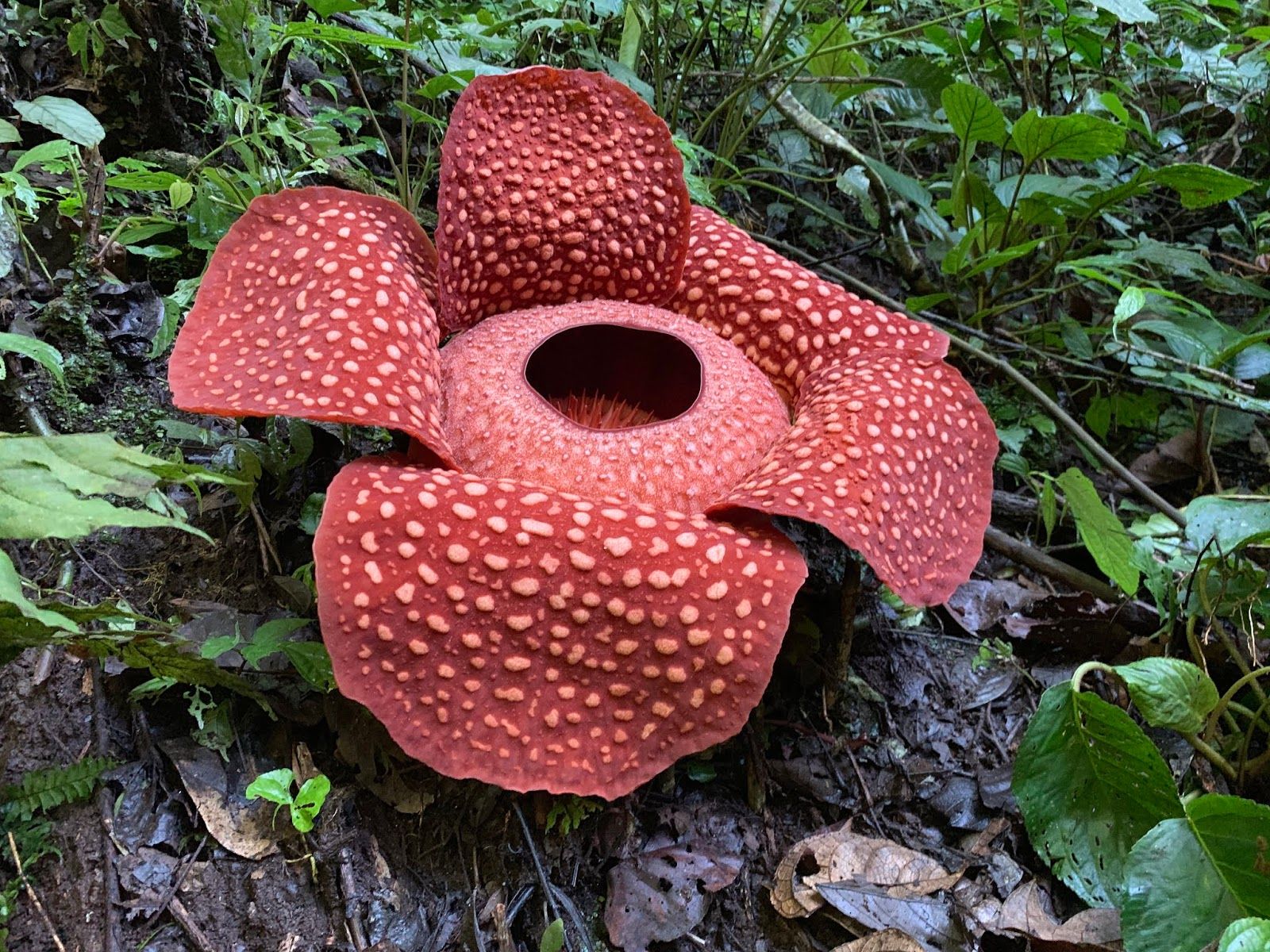 Rafflesia Wallpapers Wallpaper Cave