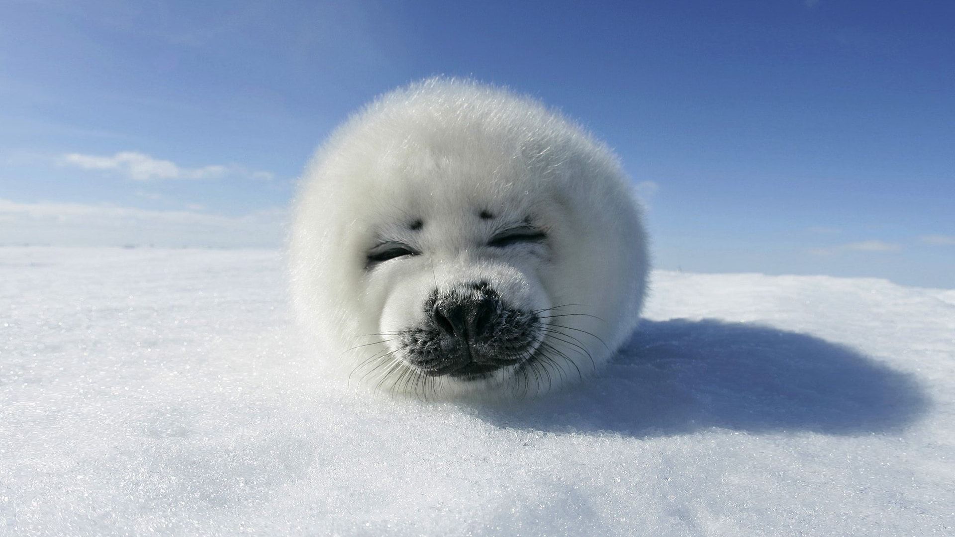 Harp Seal Wallpapers Wallpaper Cave
