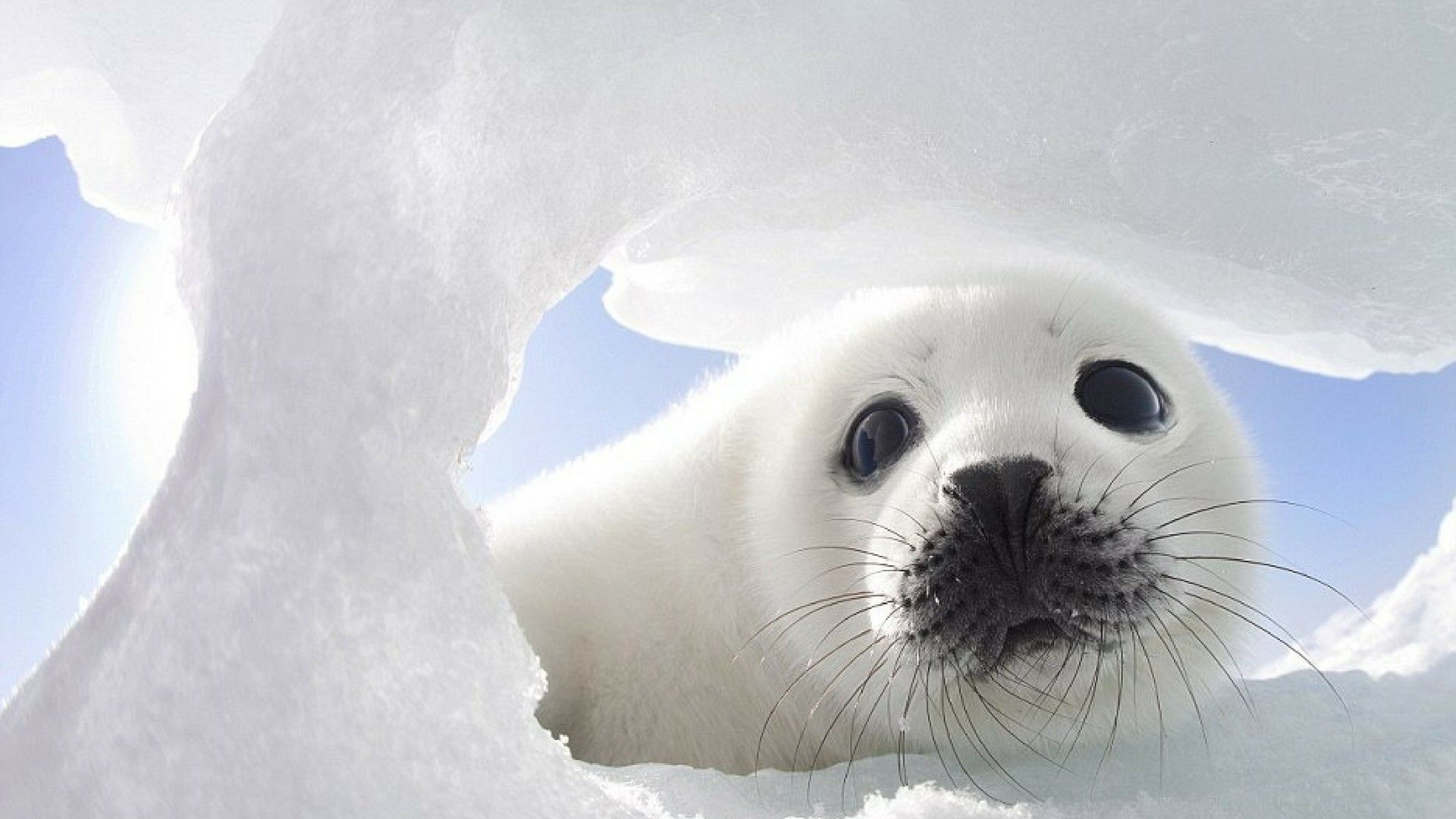 Harp Seal Wallpapers Wallpaper Cave
