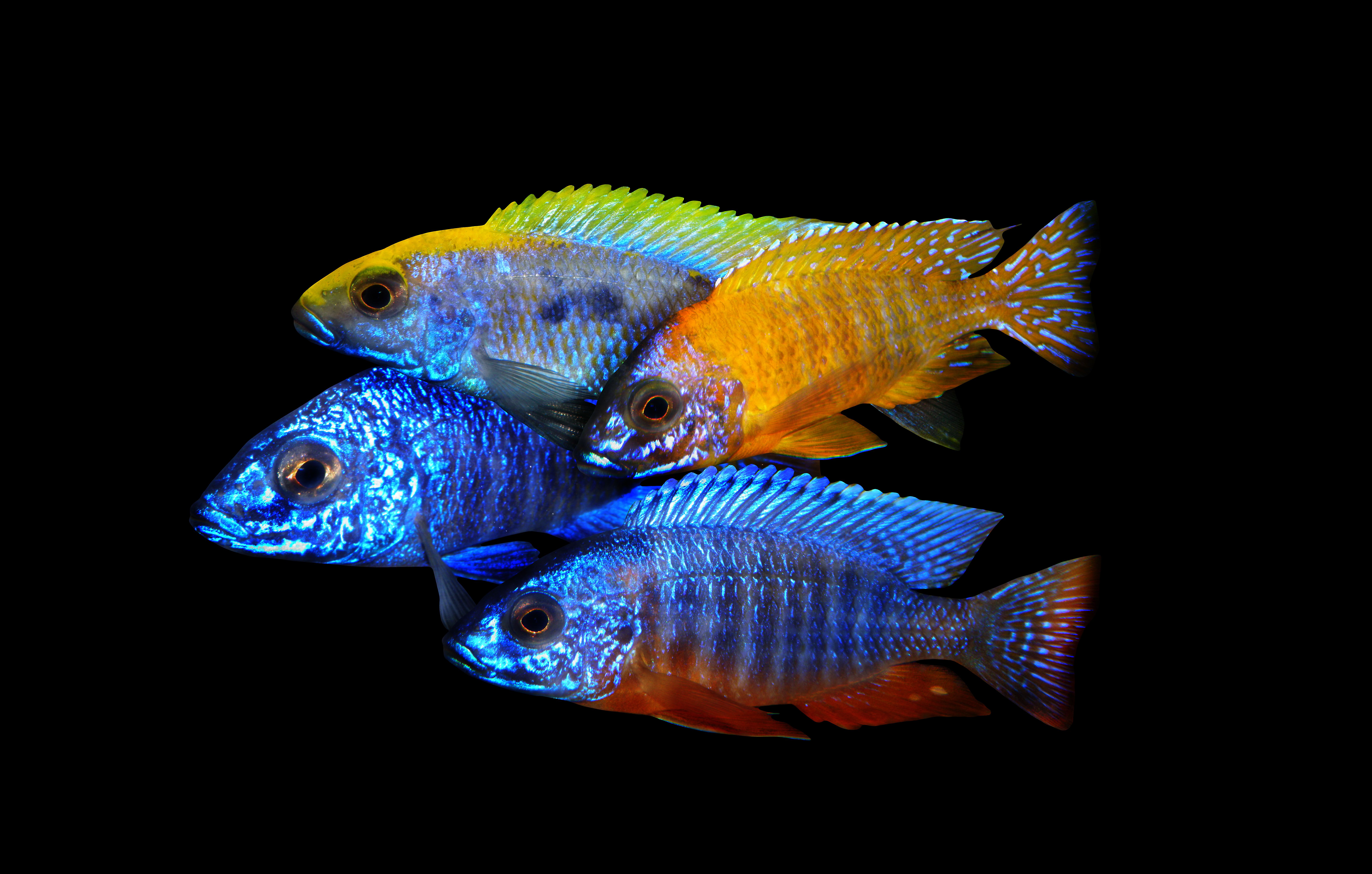 Cichlids Wallpapers Wallpaper Cave