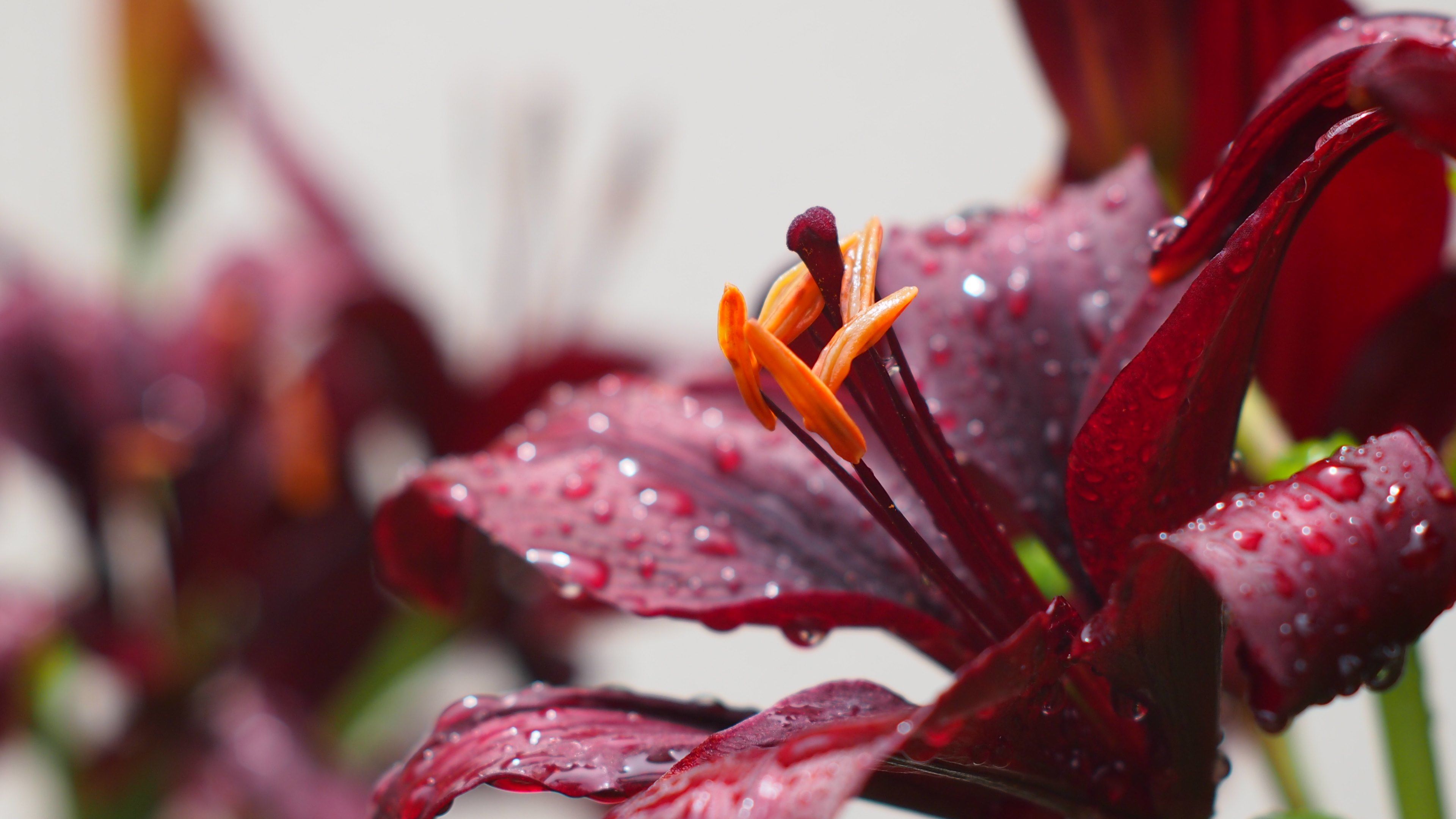 Flower And Rain 4k Wallpapers Wallpaper Cave