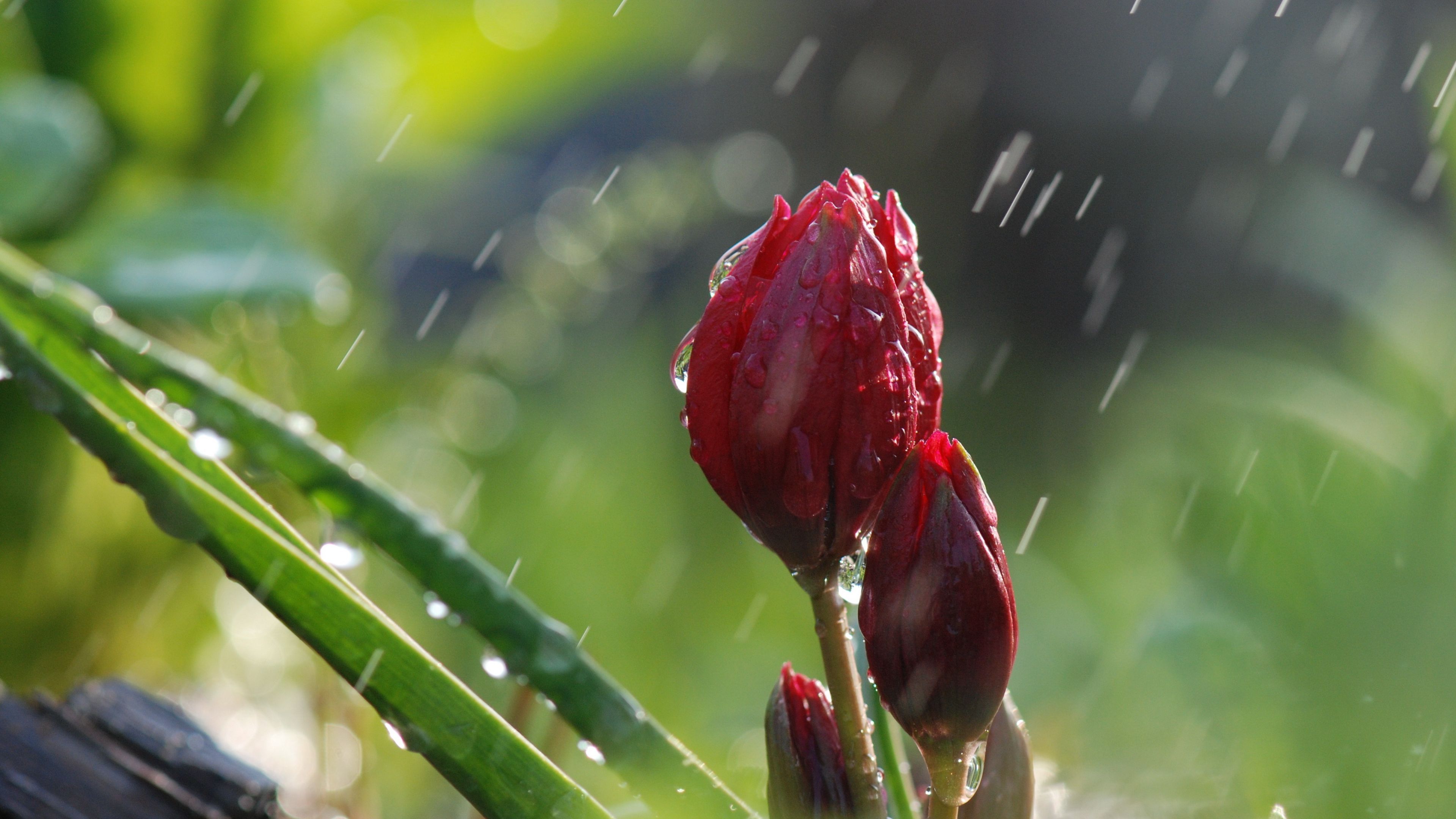 Flower And Rain 4k Wallpapers Wallpaper Cave