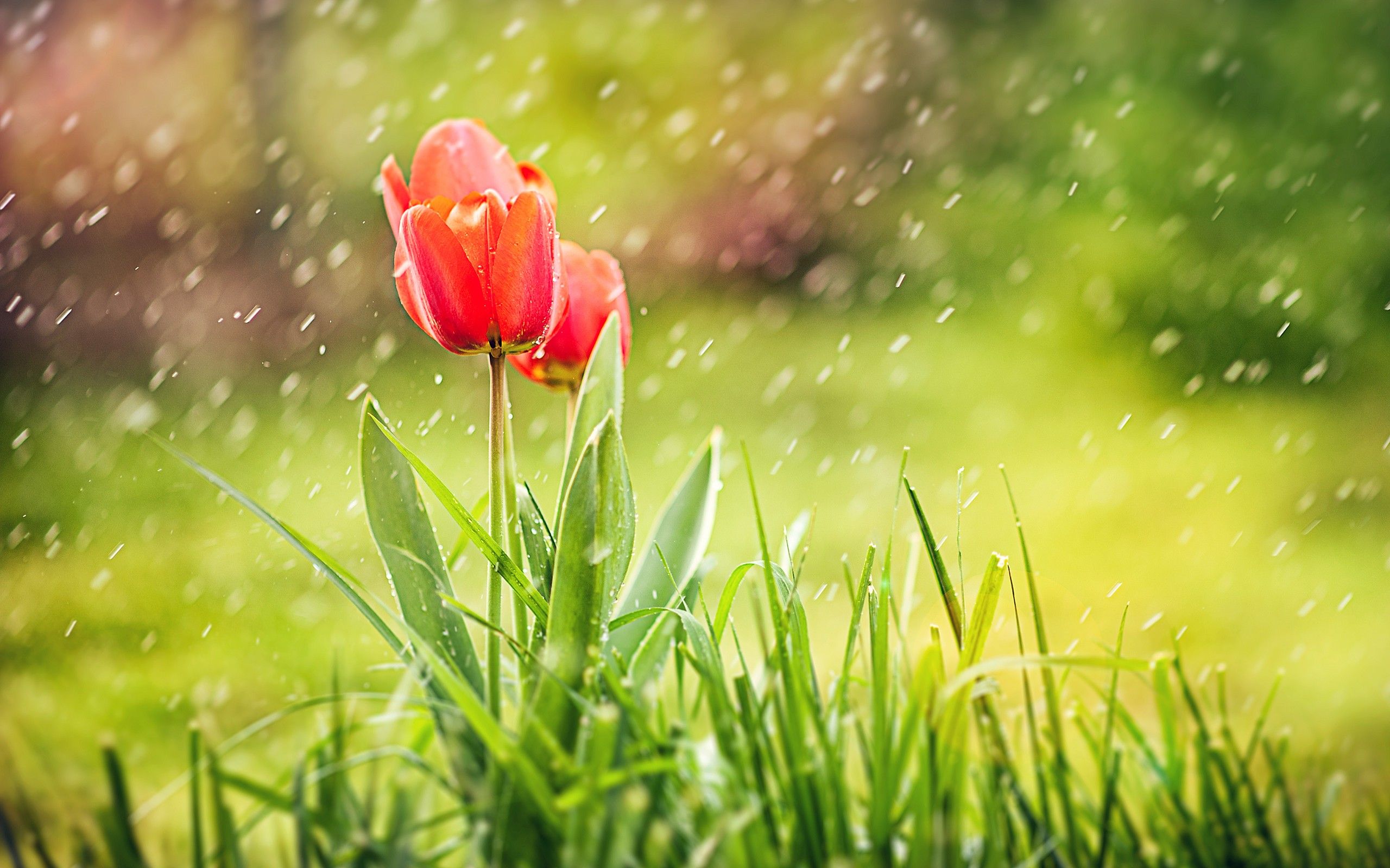 Flower And Rain 4k Wallpapers Wallpaper Cave