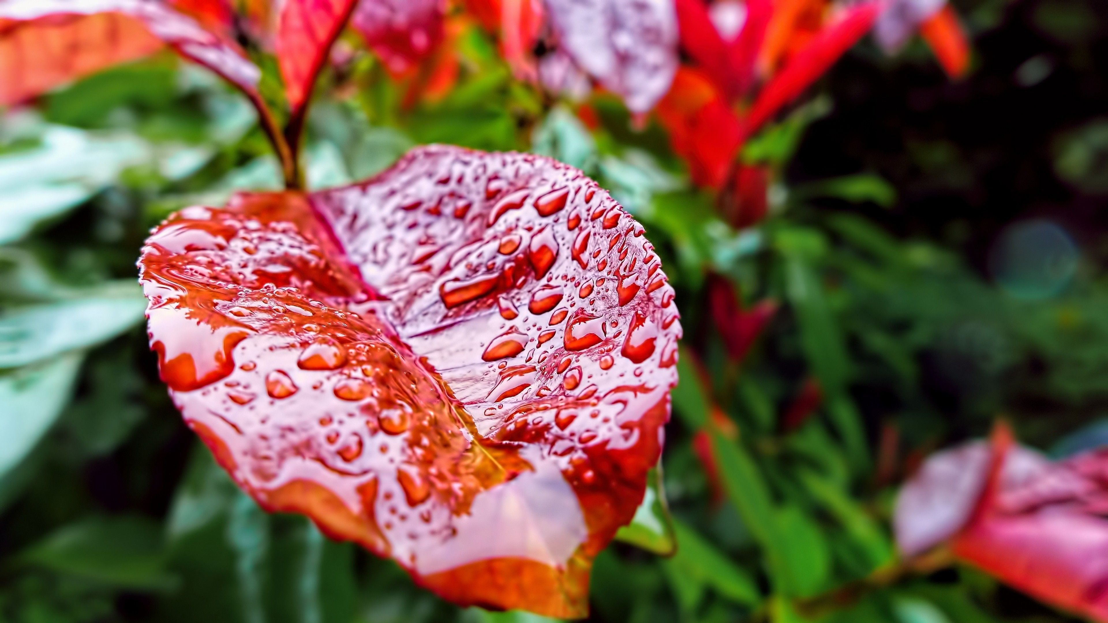 Flower And Rain 4k Wallpapers Wallpaper Cave