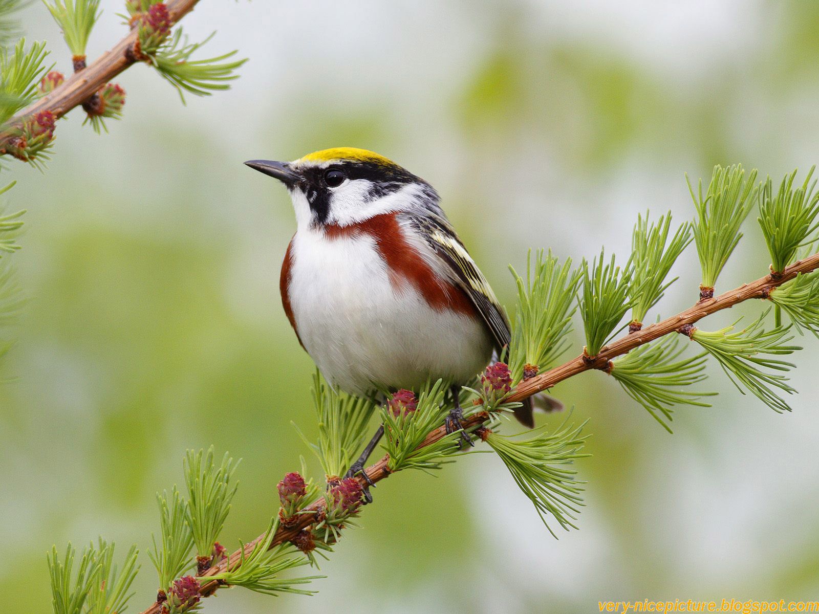 Nature Birds Wallpapers Wallpaper Cave