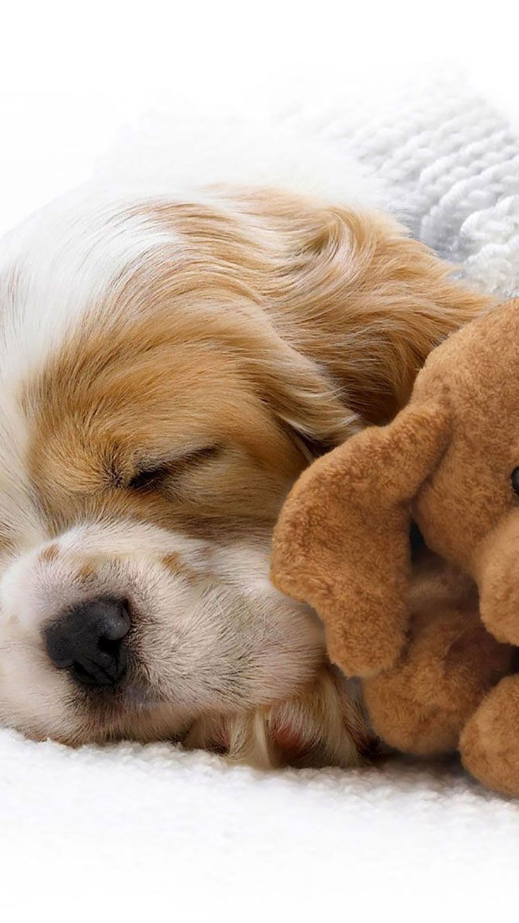 Cute Dog iPhone Wallpapers Wallpaper Cave