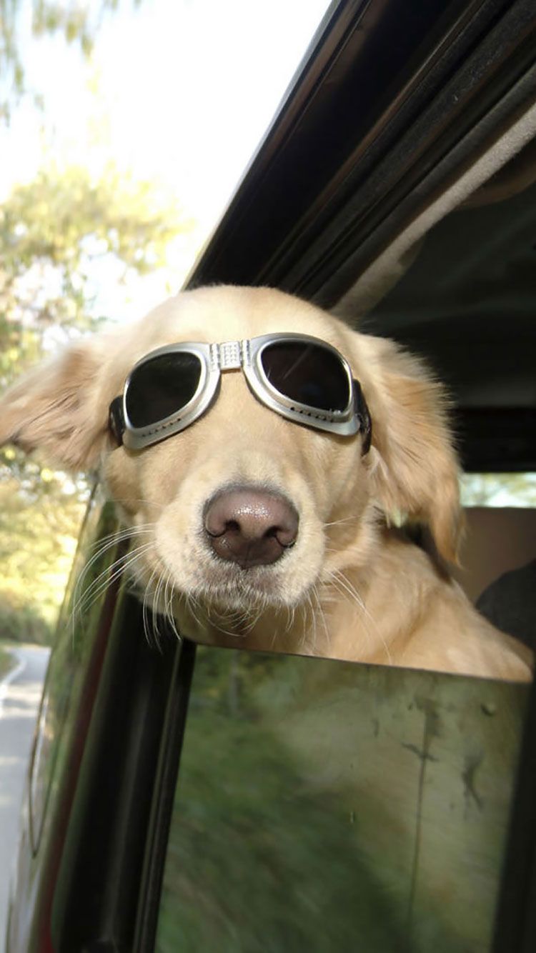 Cute Dog iPhone Wallpapers Wallpaper Cave