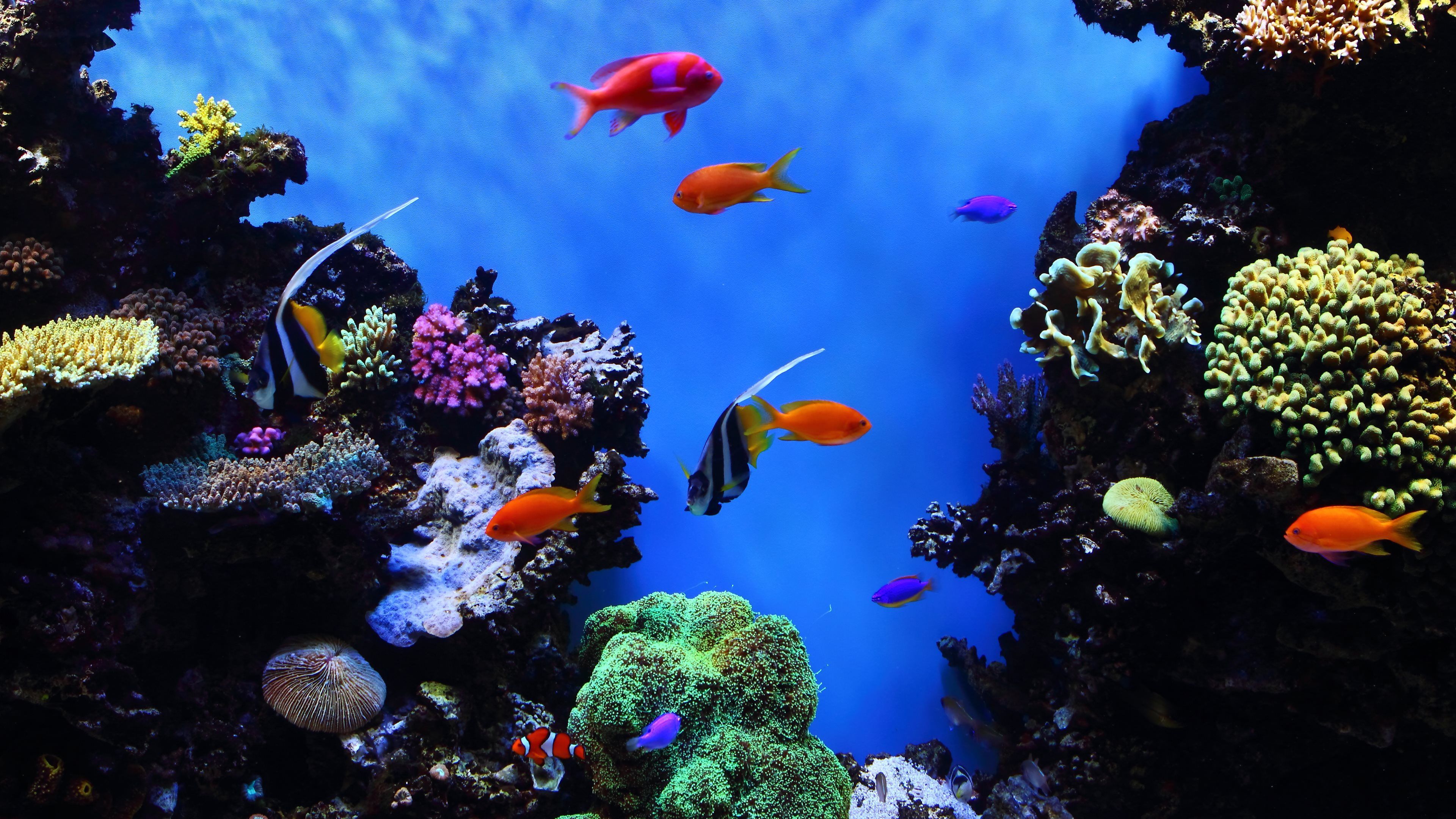 Colour Fish 4K HD Wallpapers Wallpaper Cave
