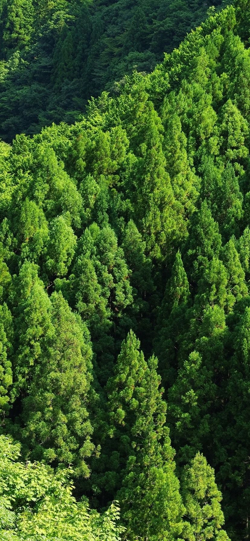 Green iPhone 4k Wallpapers Wallpaper Cave