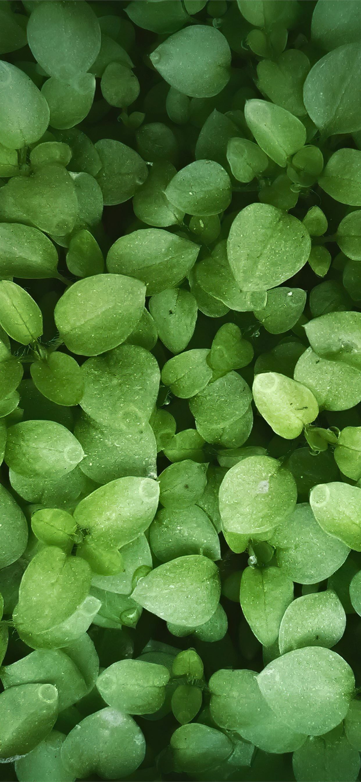 Green iPhone 4k Wallpapers Wallpaper Cave