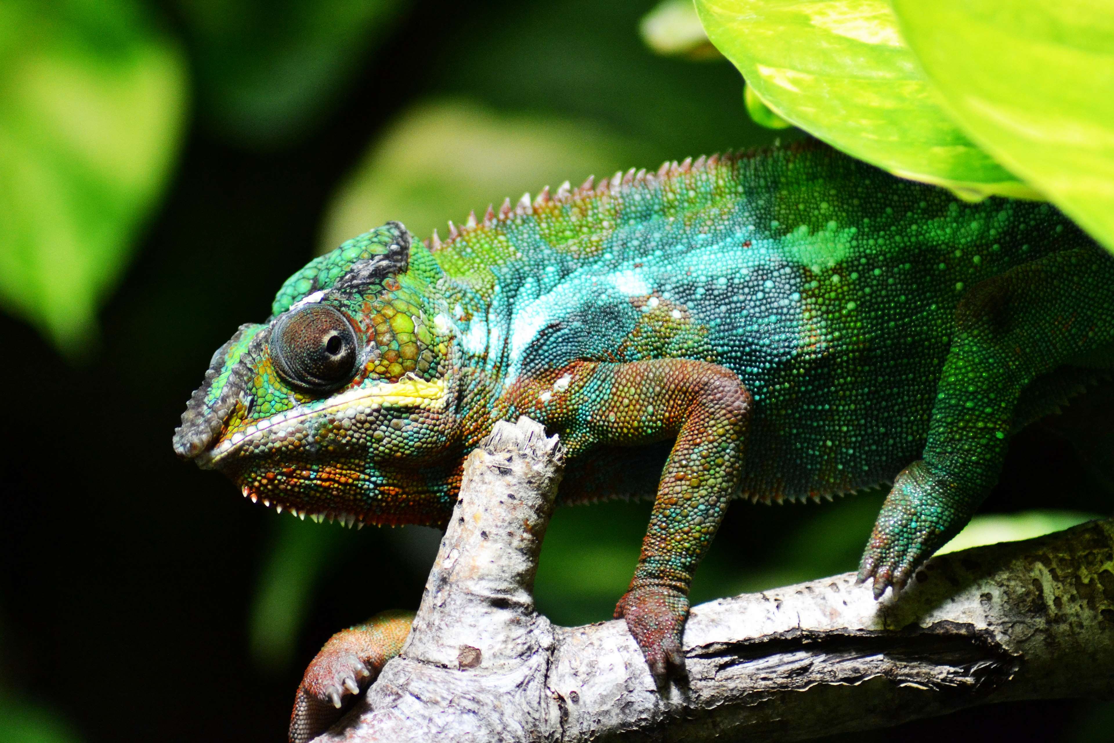 Colourful Animals 4k Wallpapers Wallpaper Cave