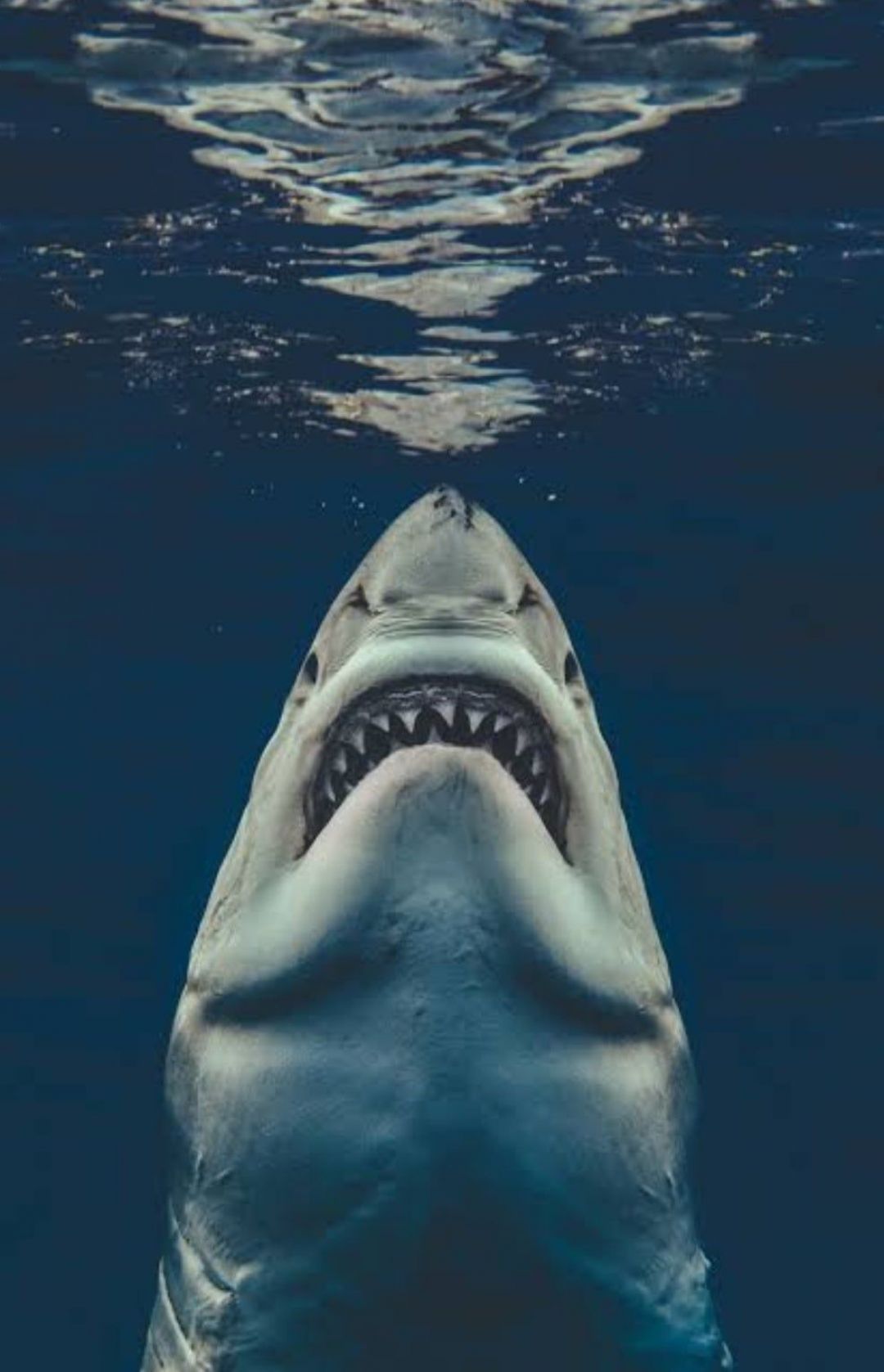 The Great White Shark Wallpapers Wallpaper Cave
