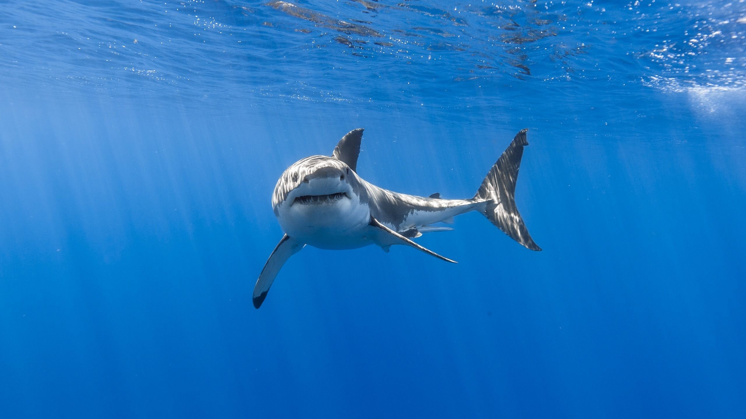 The Great White Shark Wallpapers Wallpaper Cave