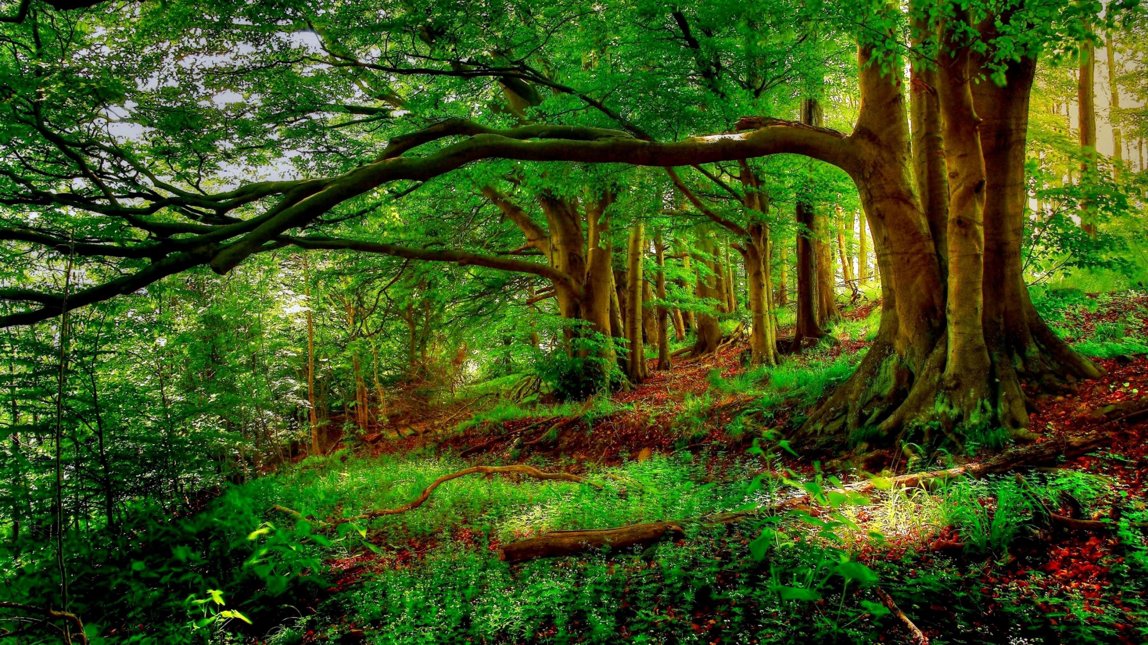 4k Forest Trees Wallpapers Wallpaper Cave