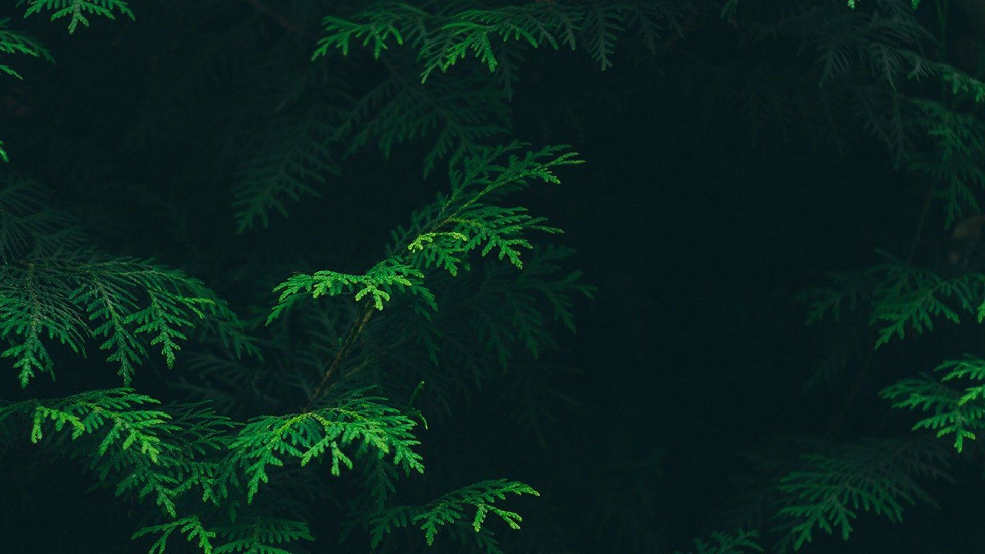 Aesthetic Green Laptop Wallpapers Wallpaper Cave