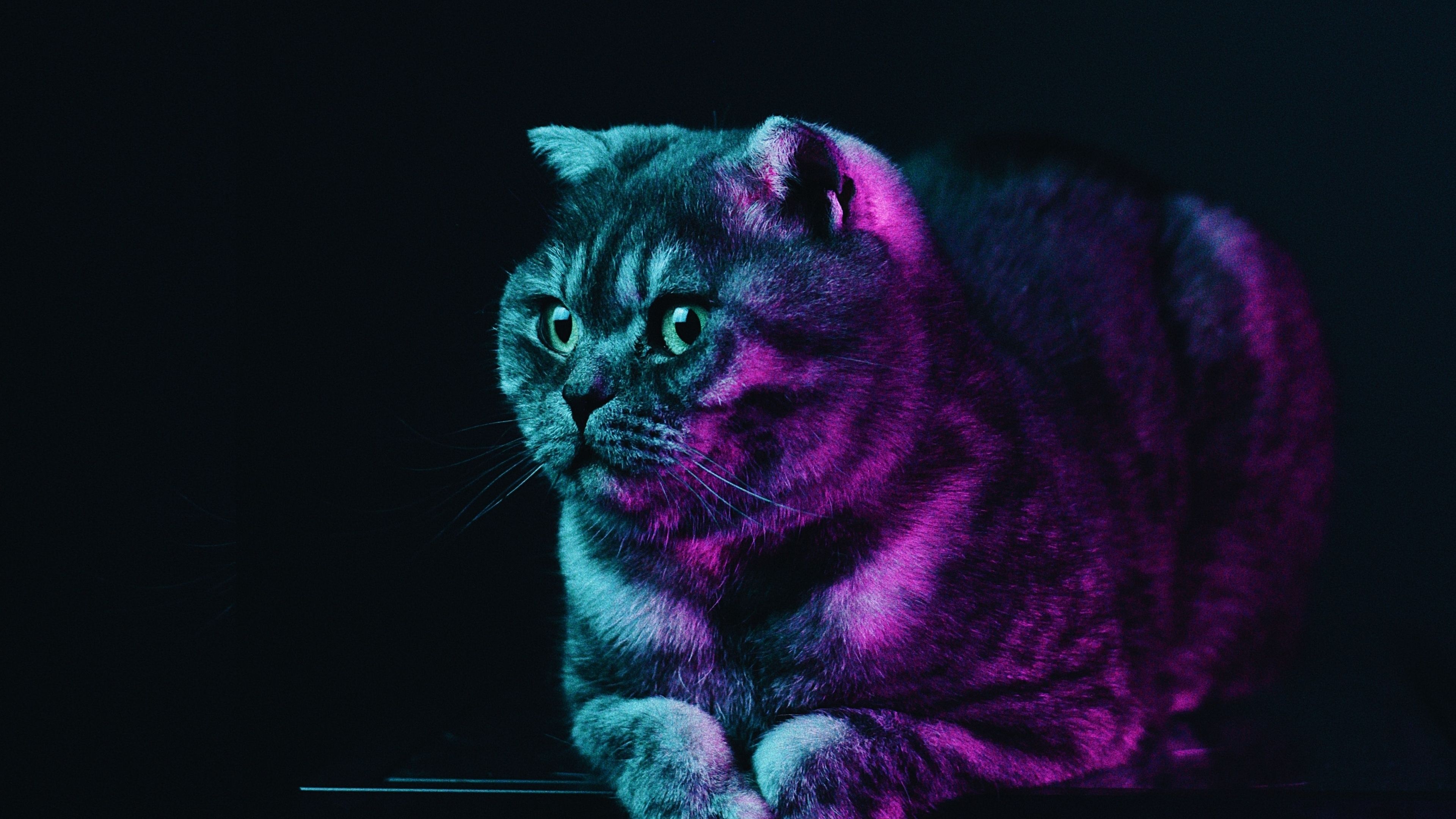 4k Animal Neon Wallpapers Wallpaper Cave