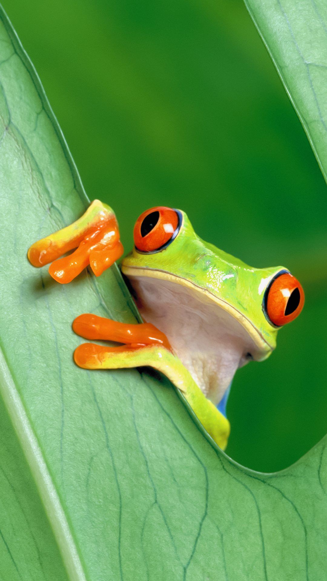 Green Frog Wallpapers Wallpaper Cave