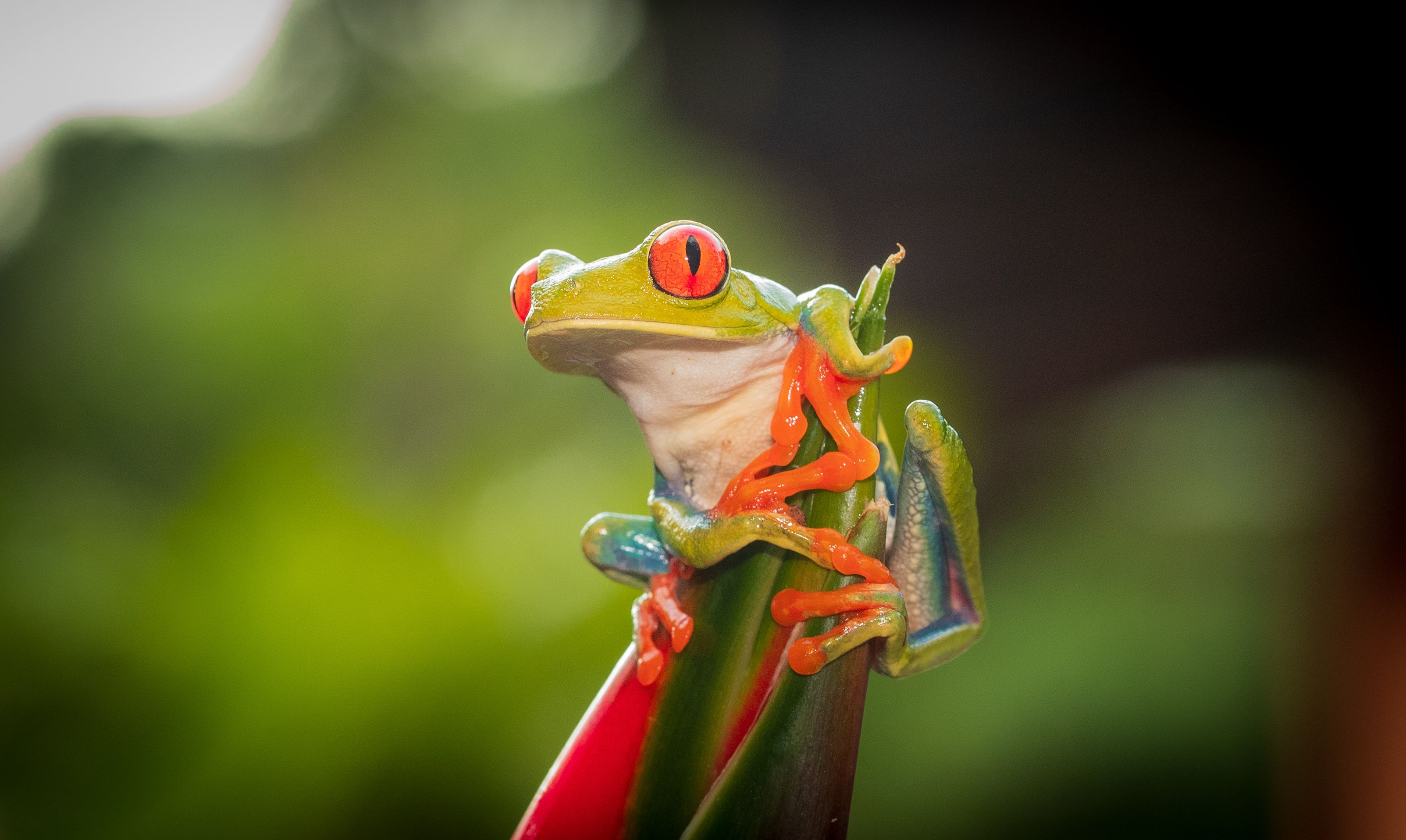 Red Eyed Tree Frog Wallpapers Wallpaper Cave