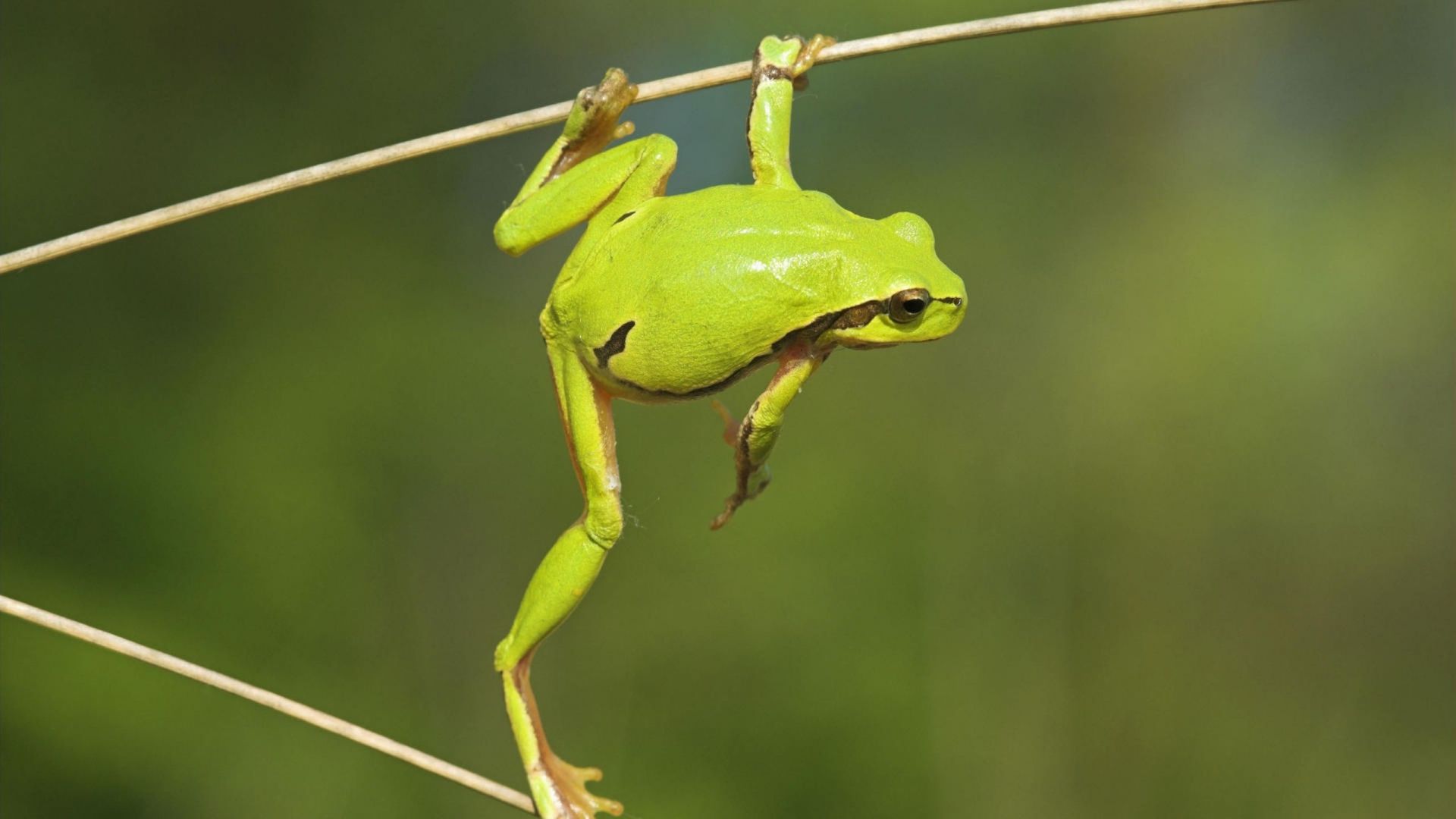 Green Frog Wallpapers Wallpaper Cave