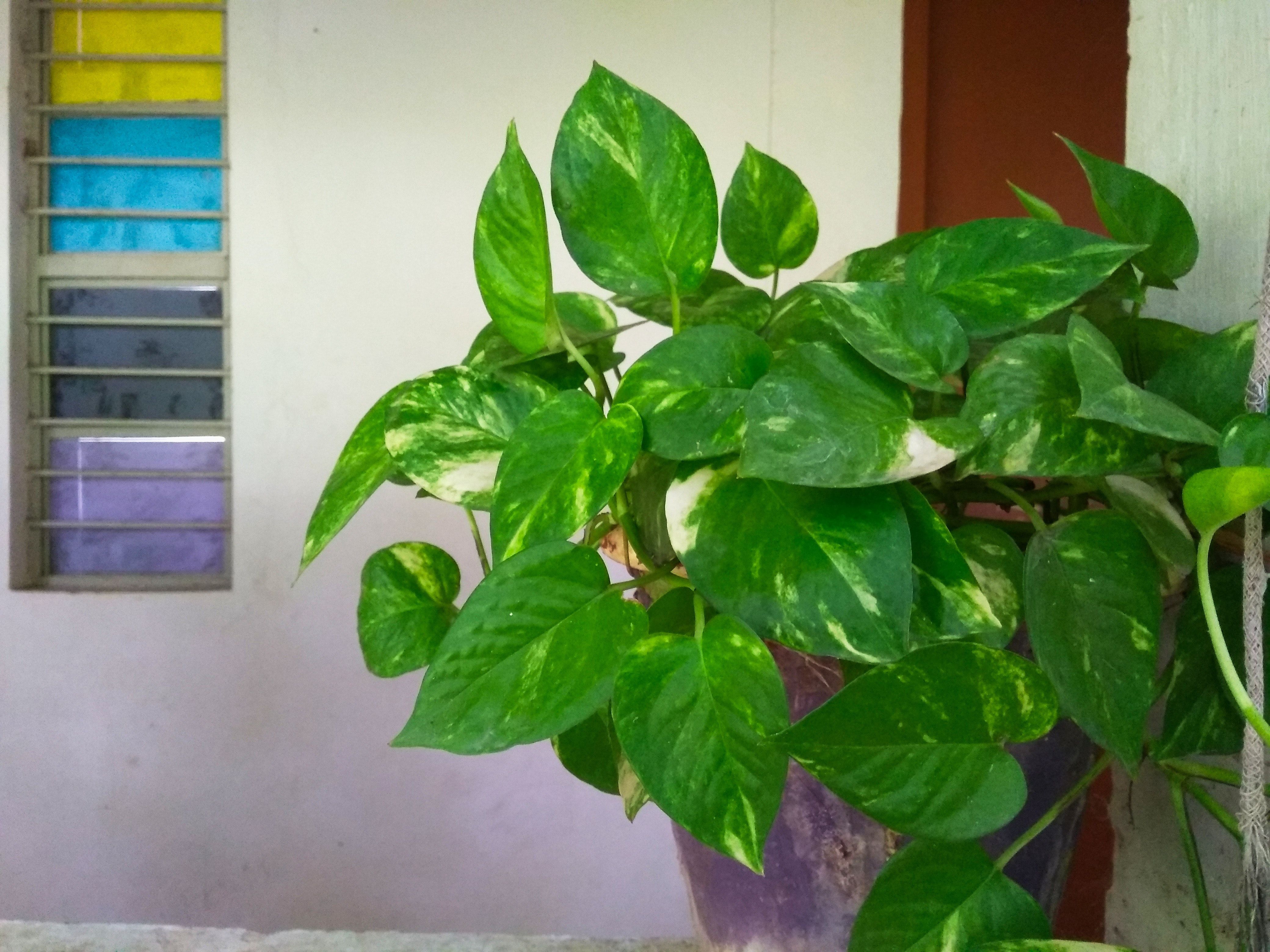 Money Plant Wallpapers Wallpaper Cave