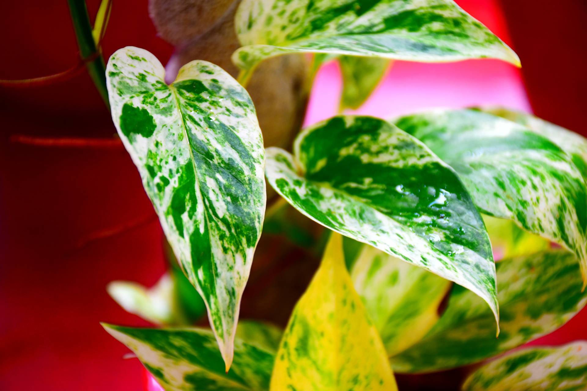 Money Plant Wallpapers Wallpaper Cave