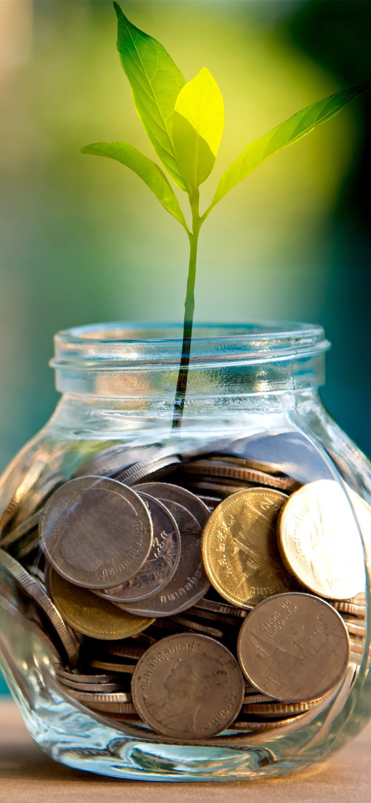 Money Plant Wallpapers Wallpaper Cave