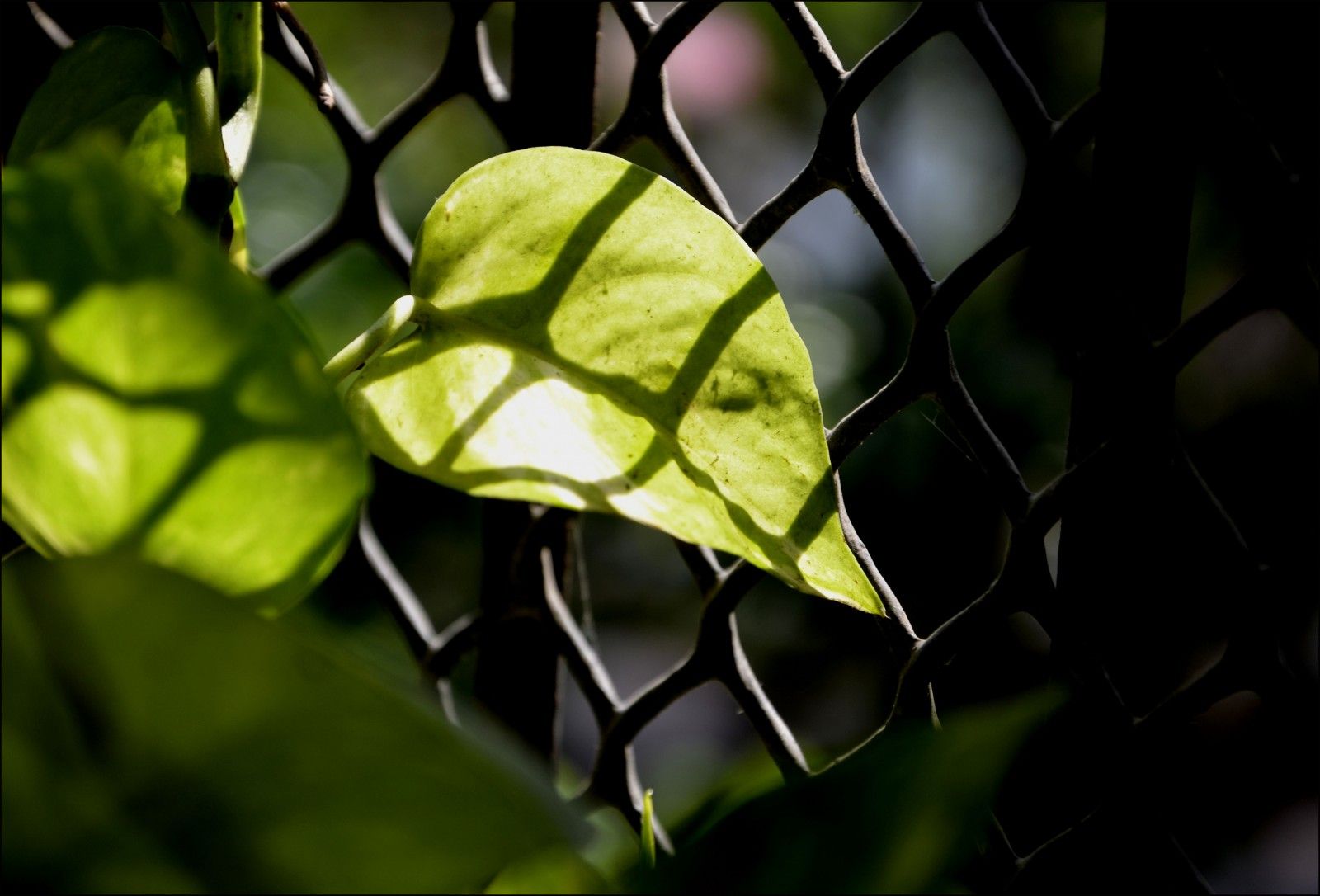 Money Plant Wallpapers Wallpaper Cave