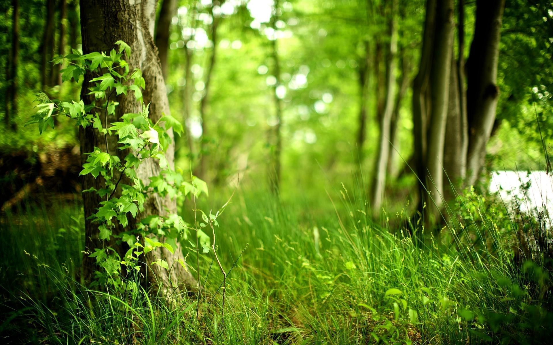 Green Jungle Wallpapers Wallpaper Cave