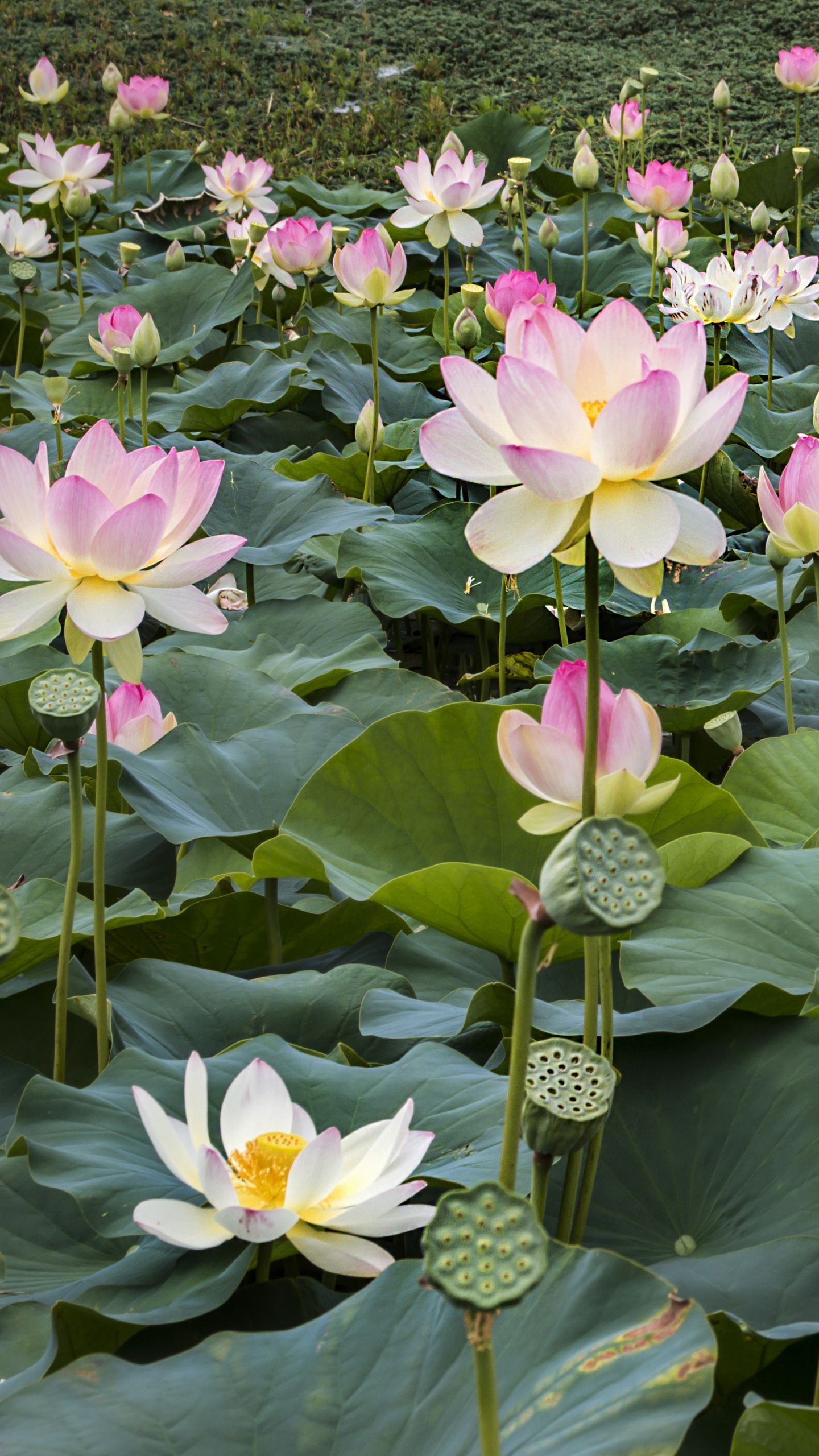 Lotus Flower Hd Wallpapers For Android Best Flower Site