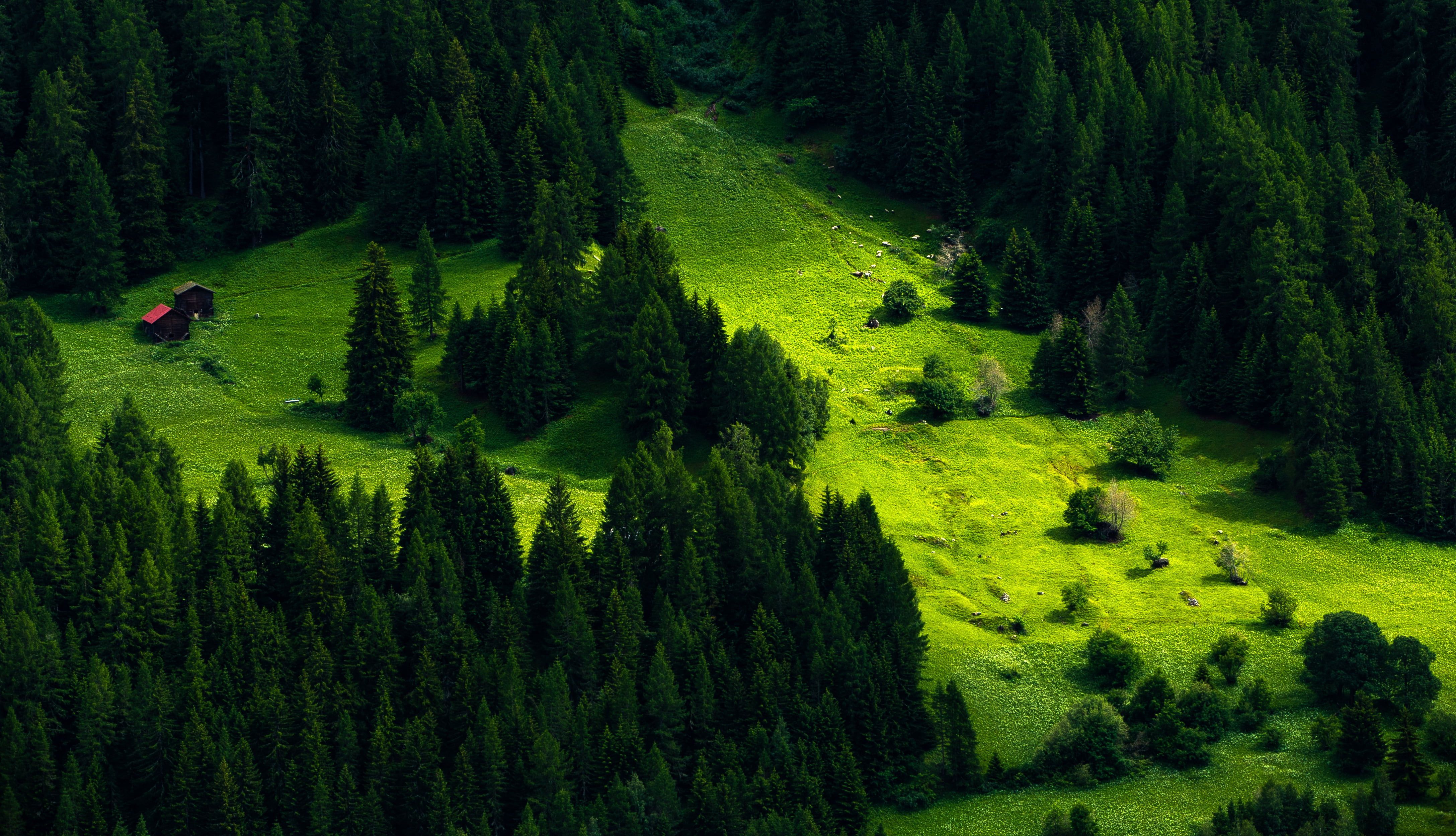 Green Nature Tree 4k HD Wallpapers Wallpaper Cave