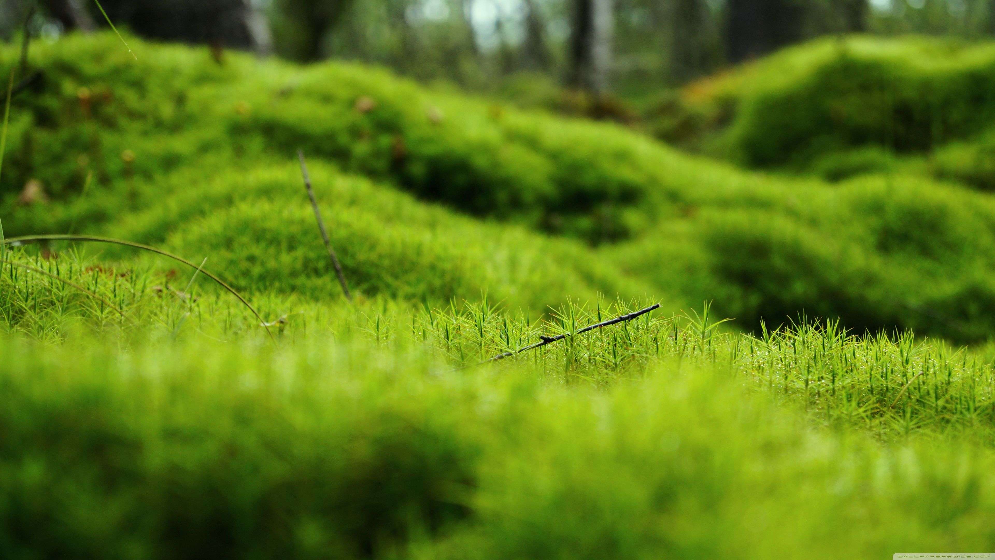 Green Nature 4k HD Wallpapers Wallpaper Cave