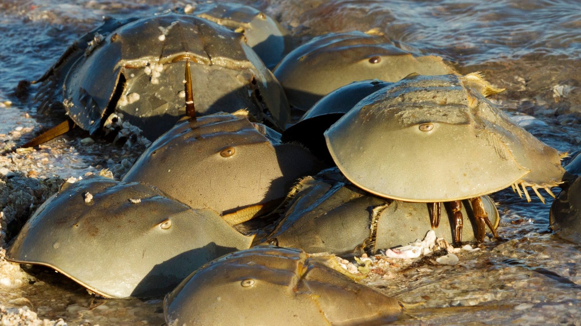 Atlantic Horseshoe Crab Wallpapers Wallpaper Cave