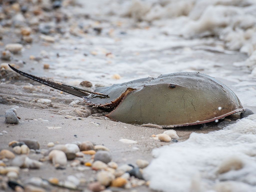 Atlantic Horseshoe Crab Wallpapers Wallpaper Cave