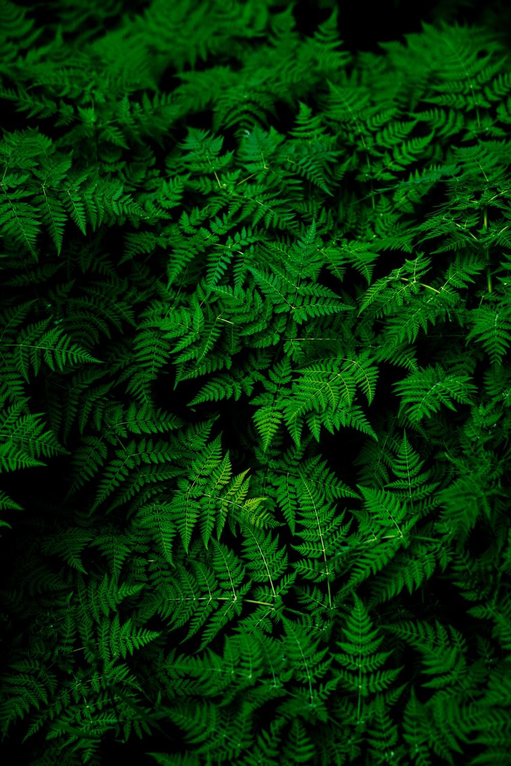 Green Theme Wallpapers Wallpaper Cave