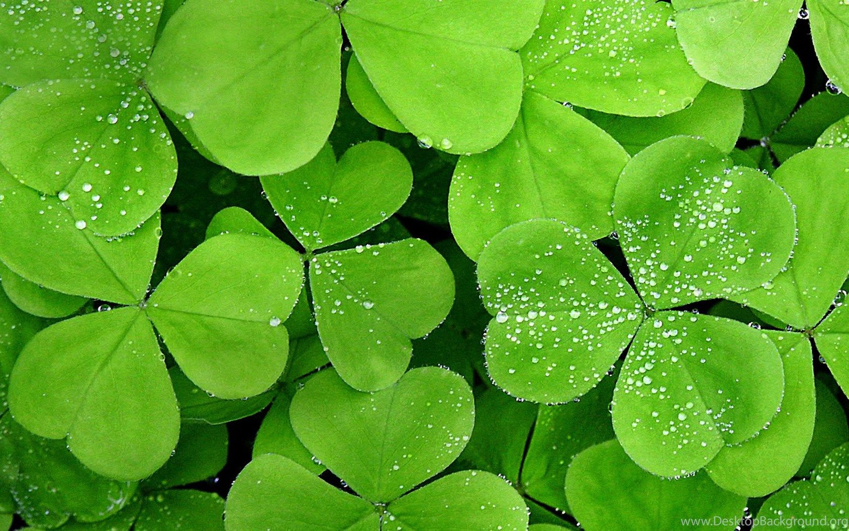 Green Theme Wallpapers Wallpaper Cave