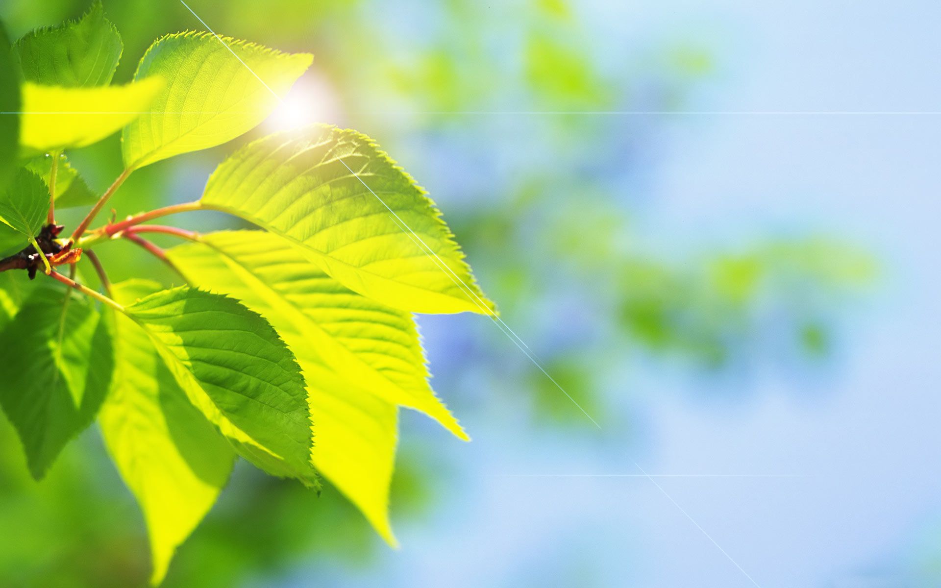 Green Theme Wallpapers Wallpaper Cave