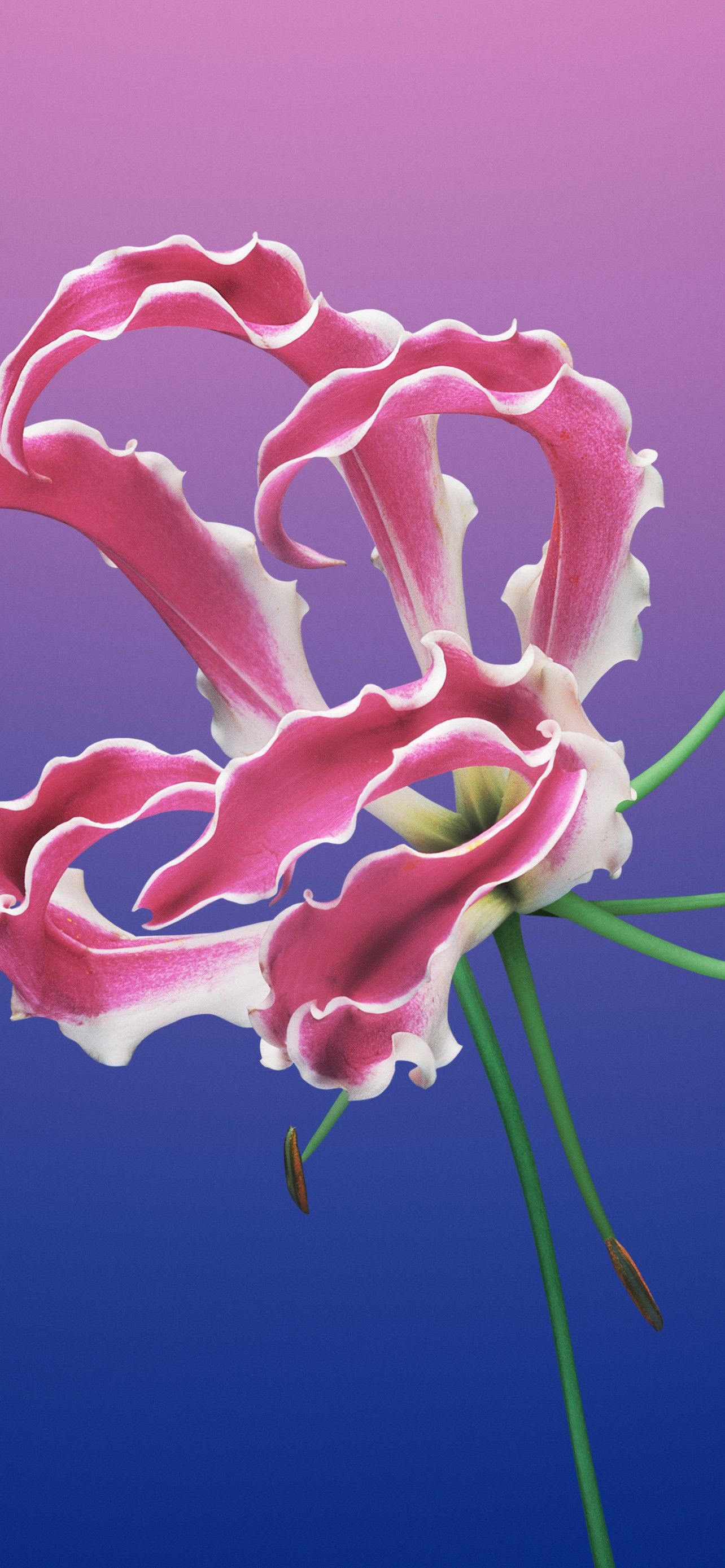 4k iPhone 11 Flowers Wallpapers Wallpaper Cave