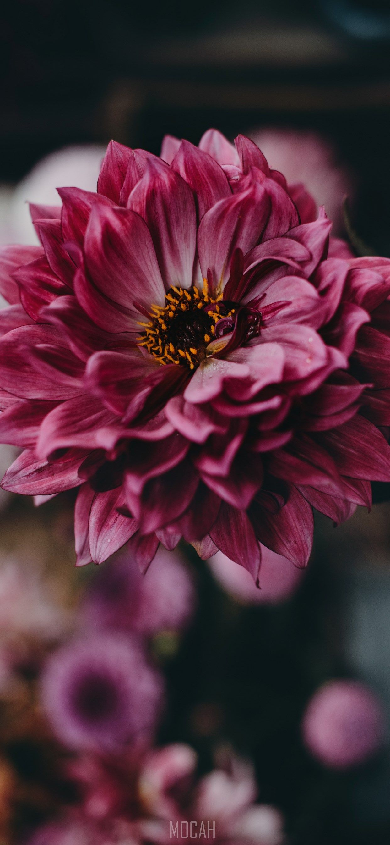 4k iPhone 12 Flowers Wallpapers Wallpaper Cave