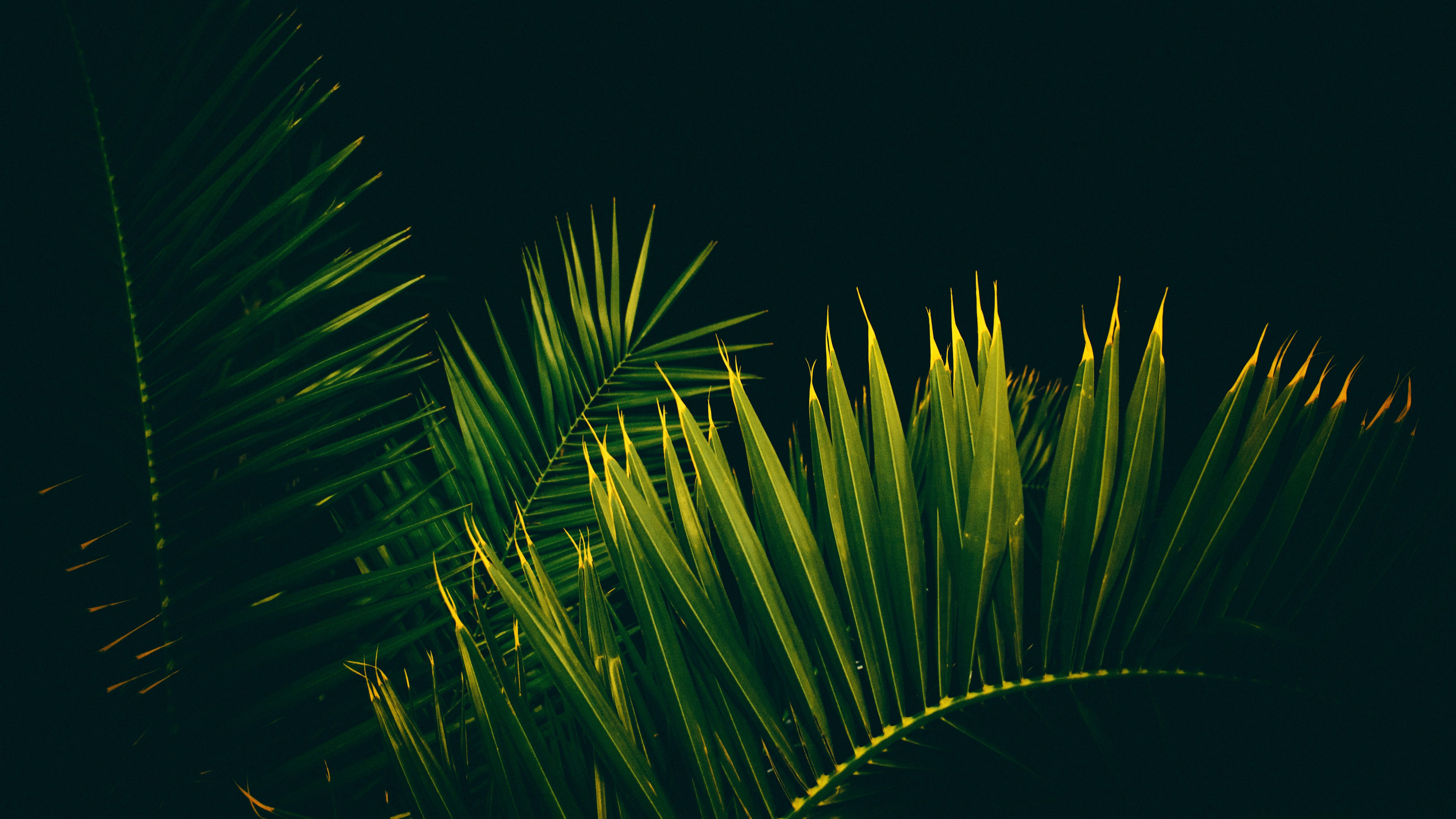 Palm Trees 4k Wallpapers Wallpaper Cave