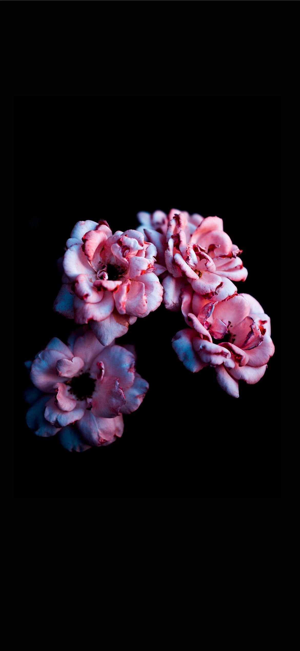 4k iPhone 12 Flowers Wallpapers Wallpaper Cave